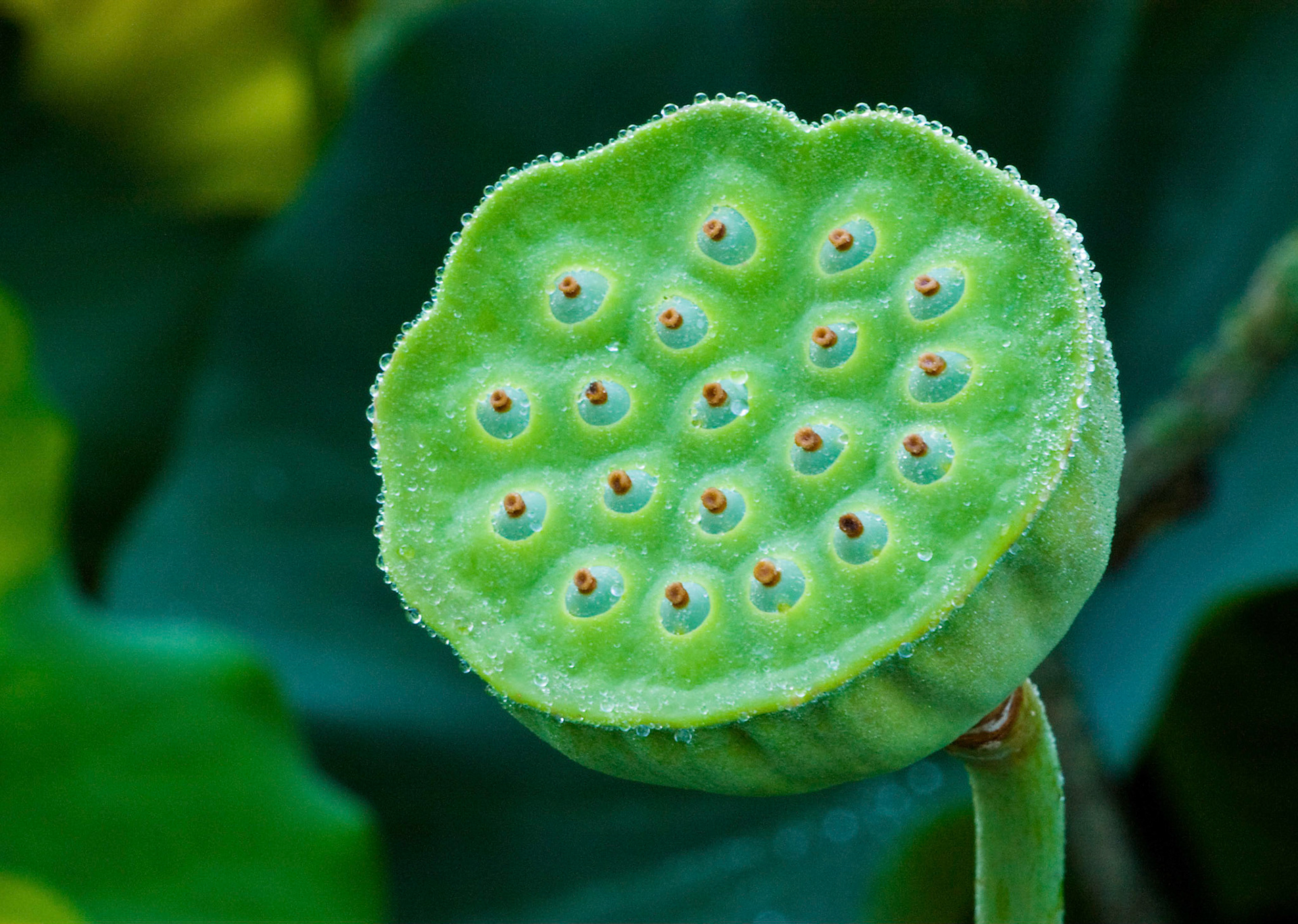 A Sacred Lotus (Nelumbo nucifera) flower seed pod, shaped like a shower head, catches dewy morning light at the Kenilworth Aquatic Gardens in Washington DC.