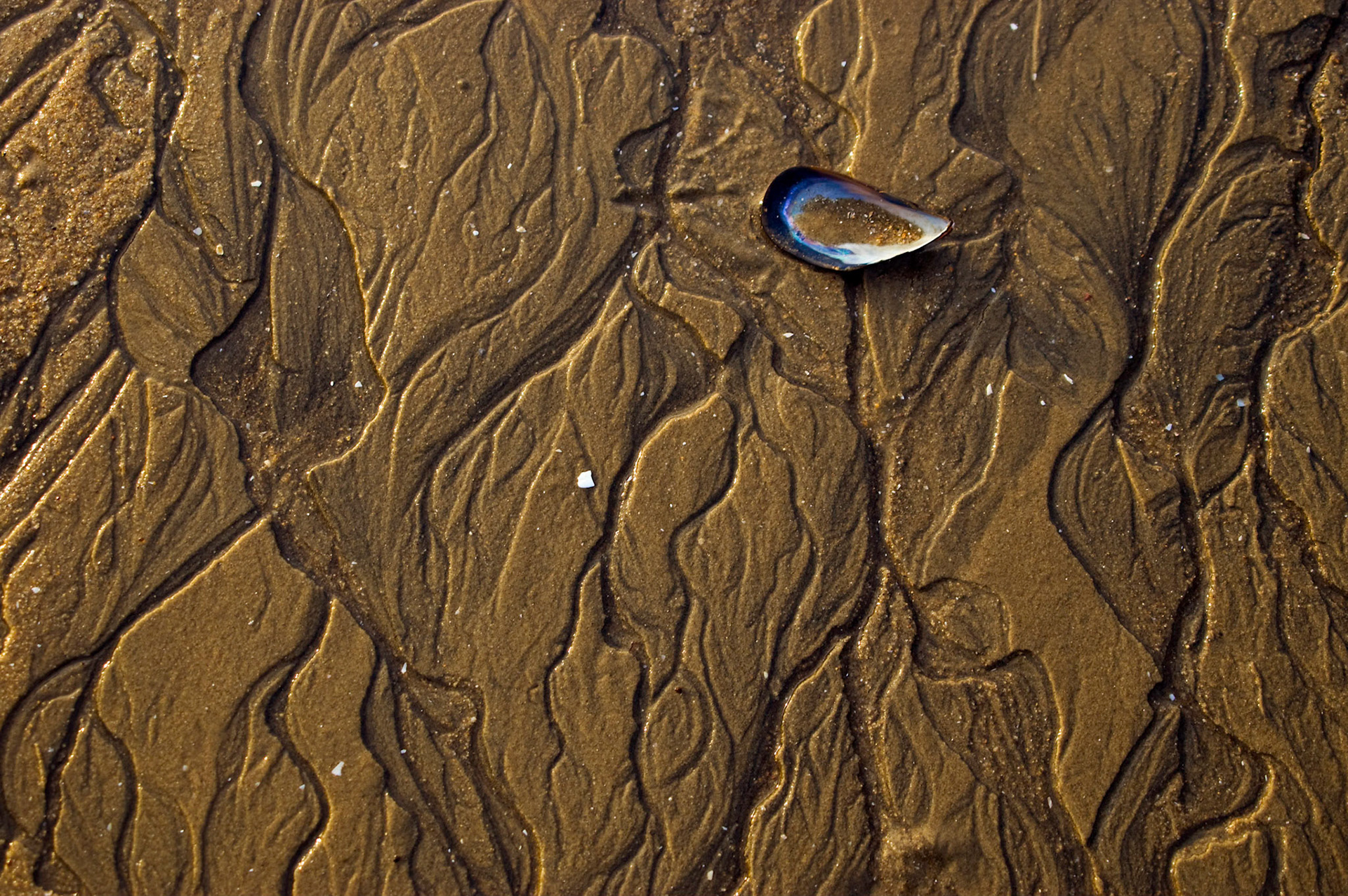 A mussel shell sits amidst the interesting tidal patterns in the beach sand on Shelter Island in San Diego California.