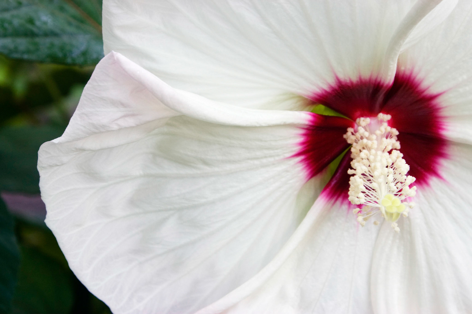 Blooming hibiscus plant at the San Antonio Botanical Garden in San Antonio Texas.