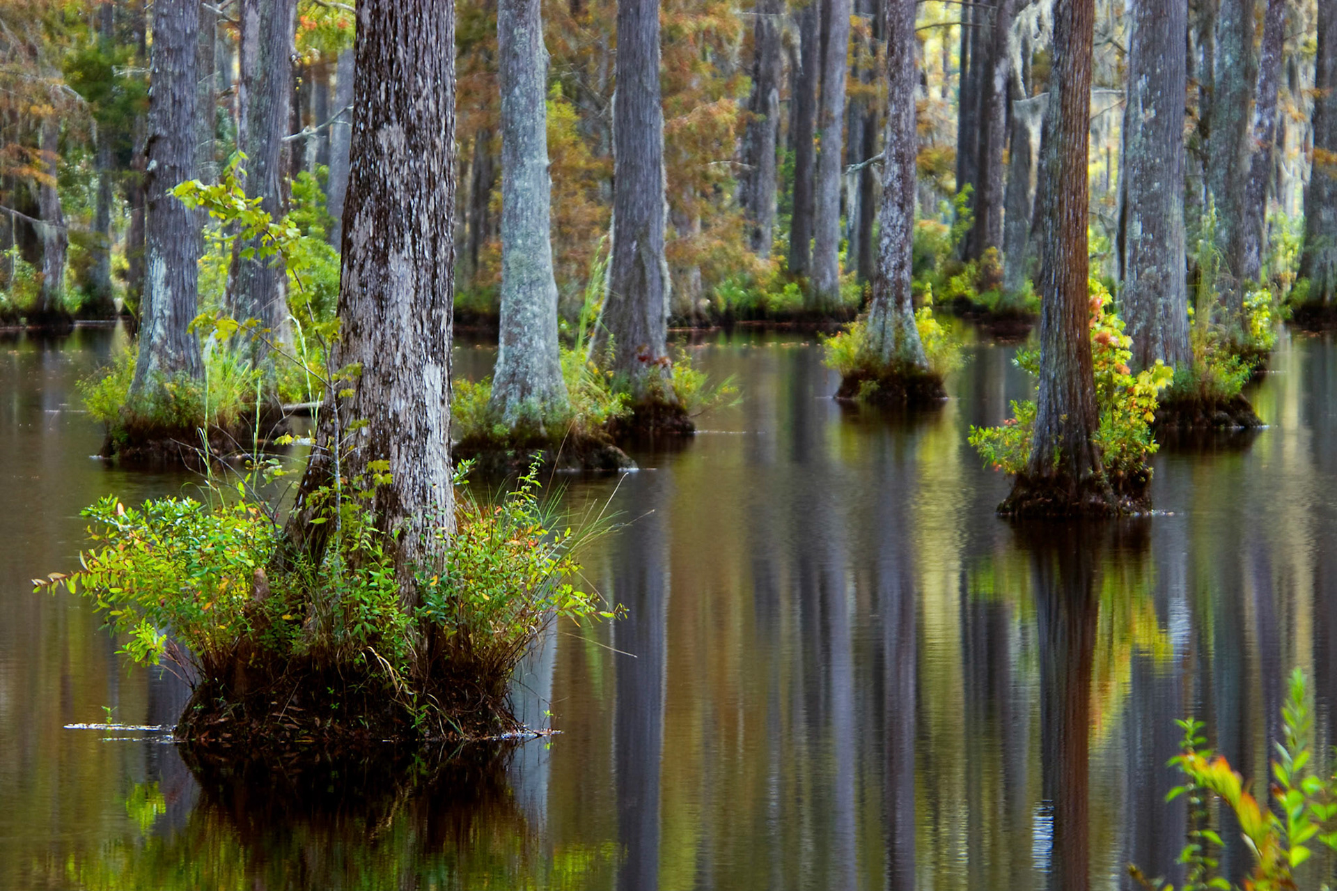 Bald cypress and swamp tupelo trees growing in the blackwater swamp at Cypress Gardens near Charleston South Carolina.