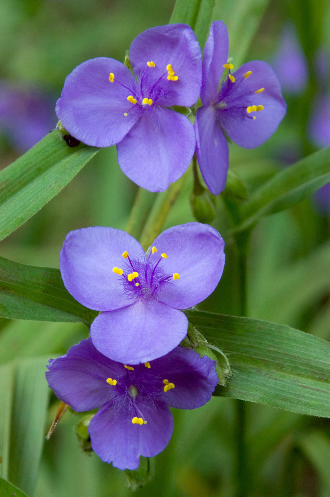 This spiderwort (Tradescantia) blooms at Brookside Gardens in Wheaton Maryland.