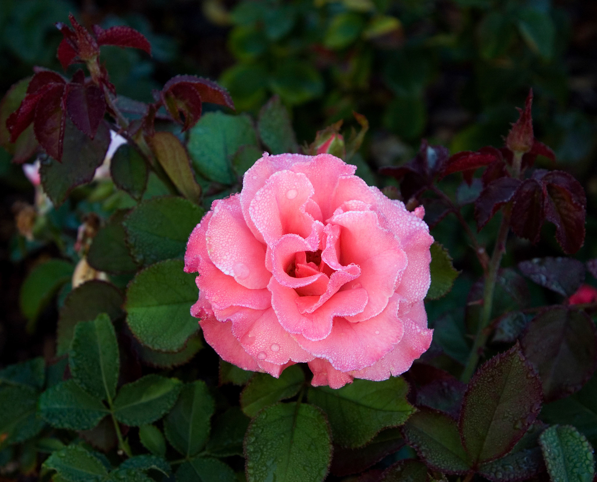 The dewey rose blossom at the Bon Air Park and Memorial Rose Gardens in Arlington VA.