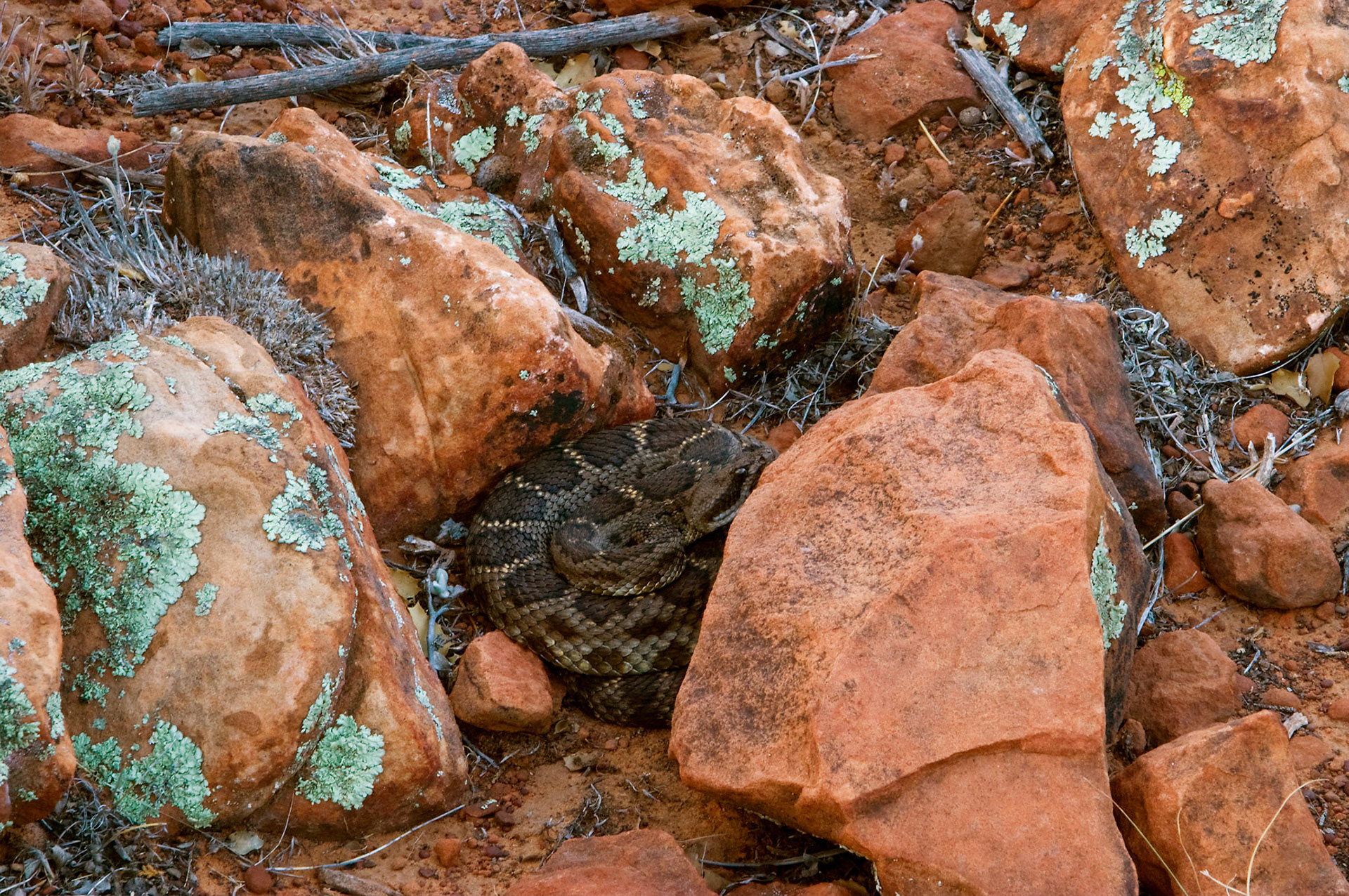 I almost stepped on this rattlesnake (either a mohave rattlesnake, Crotalus scutulatus, or a western diamondback rattlesnake, Crotalus atrox) on top of Doe Mountain in Sedona AZ.