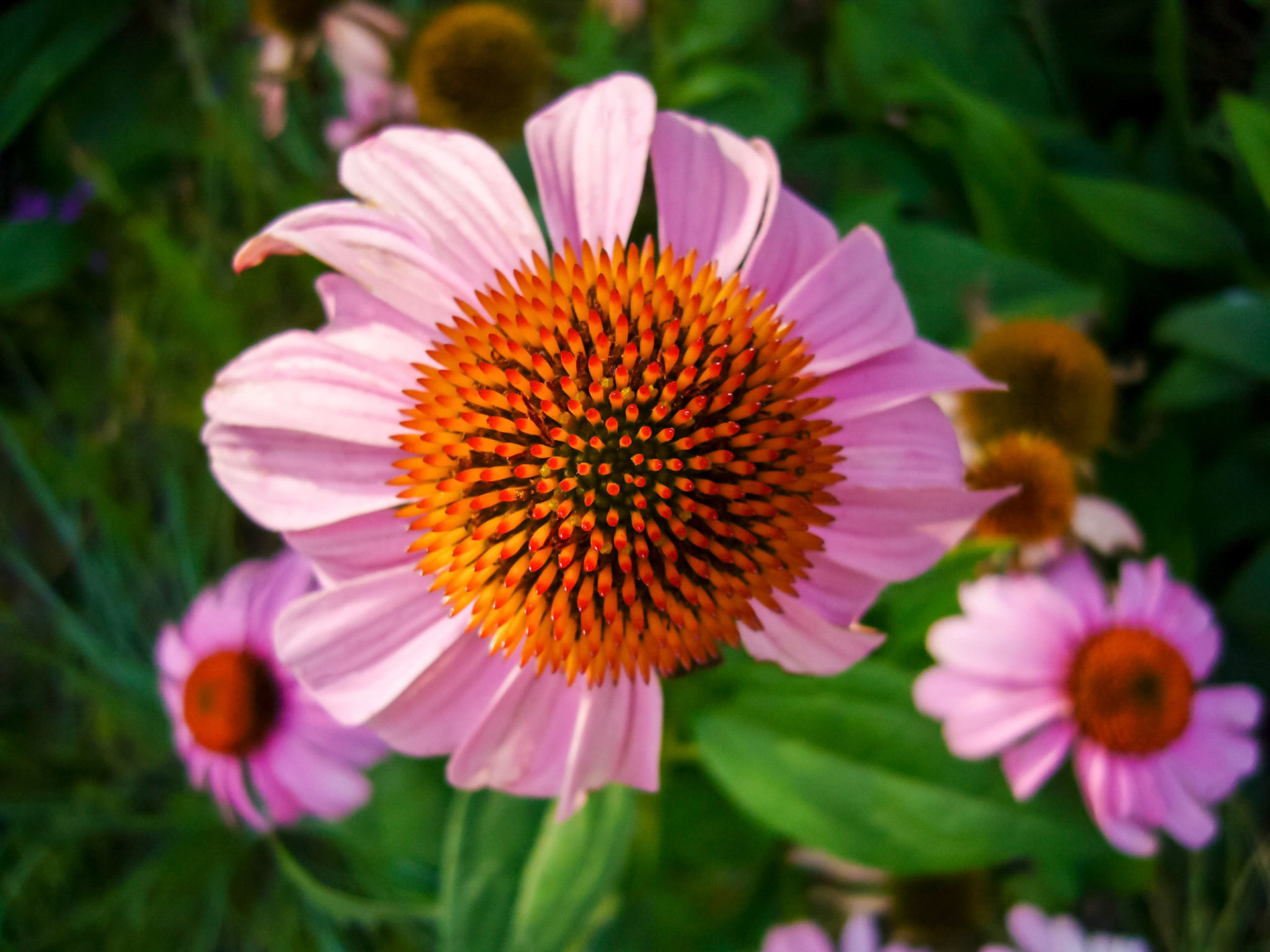 Purple coneflowers (Echinacea purpurea) bloom at the San Antonio Botanical Garden in San Antonio Texas.