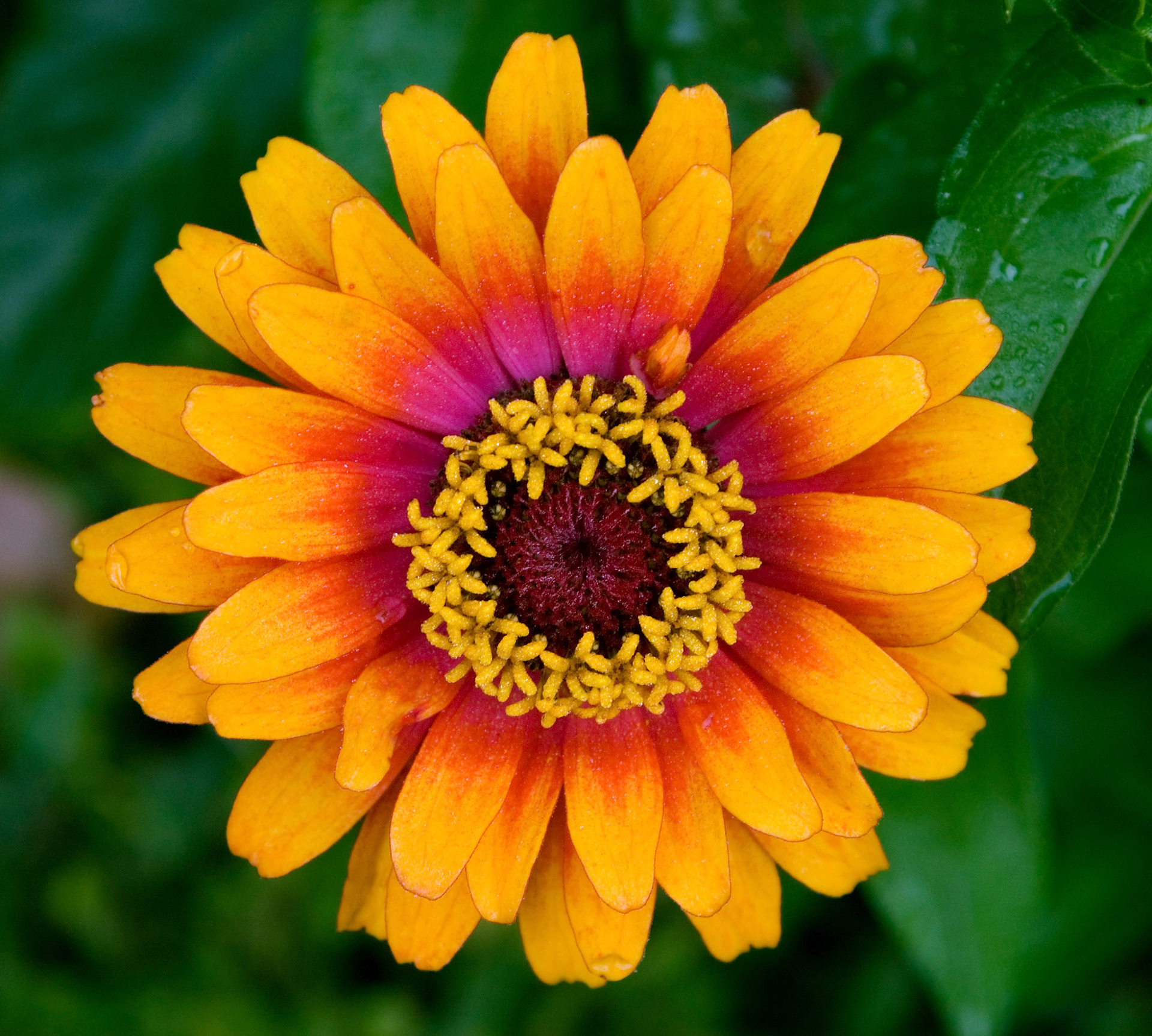 A zinnia (Zinnia elegans 'Zowie Yellow Flame') blooms at Greenspring Gardens in Alexandria Virginia.