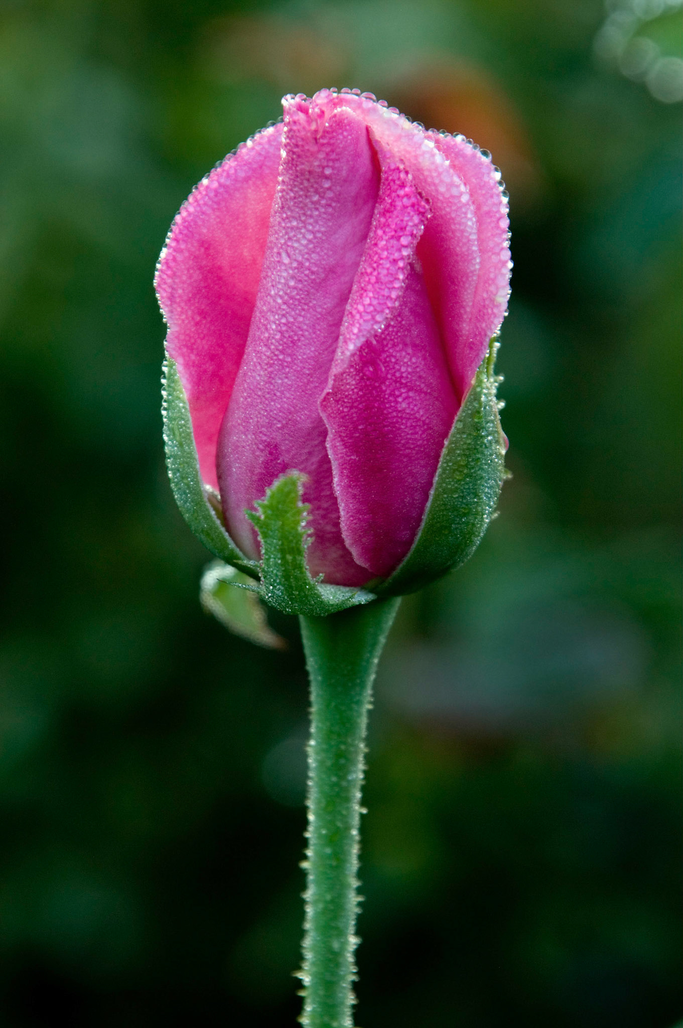 The dewey bud of a 'Jadis' variety hybrid tea rose at the Bon Air Park and Memorial Rose Gardens in Arlington Virgina.