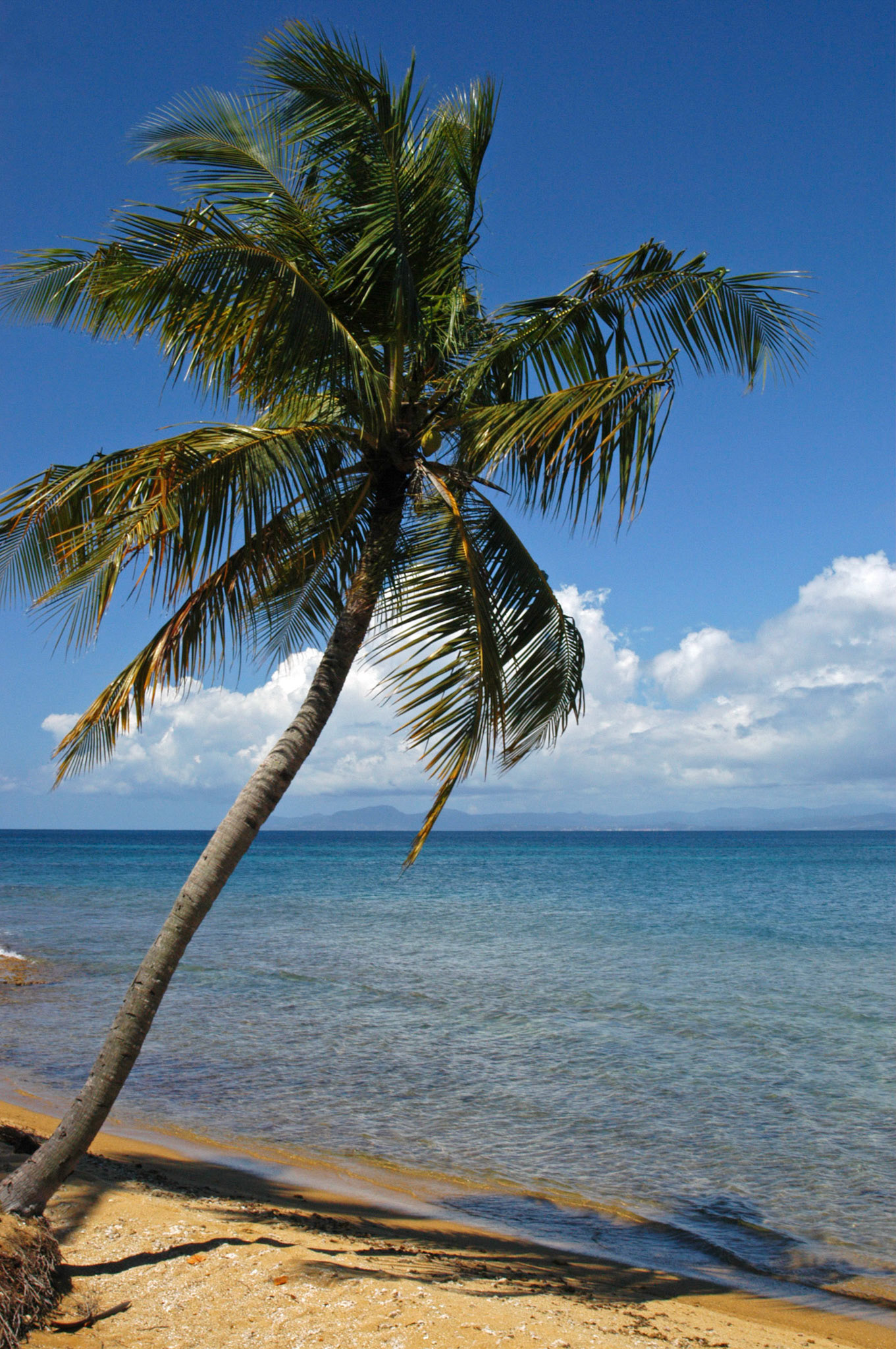 A palm tree on Green Beach or Puntas Arenas on Vieques Island in Puerto Rico.