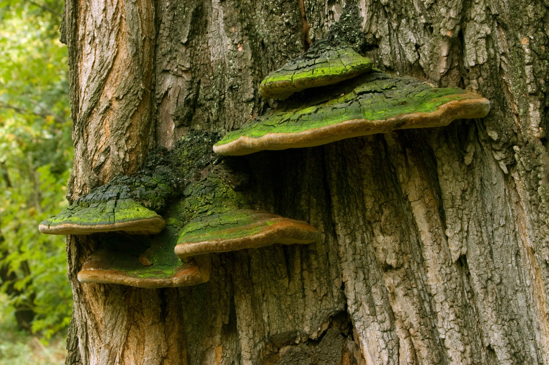 Some big artist's fungus (Ganoderma applanatum) growing on the side of a tree in the Lyndon B. Johnson Memorial Grove in Arlington Virginia.