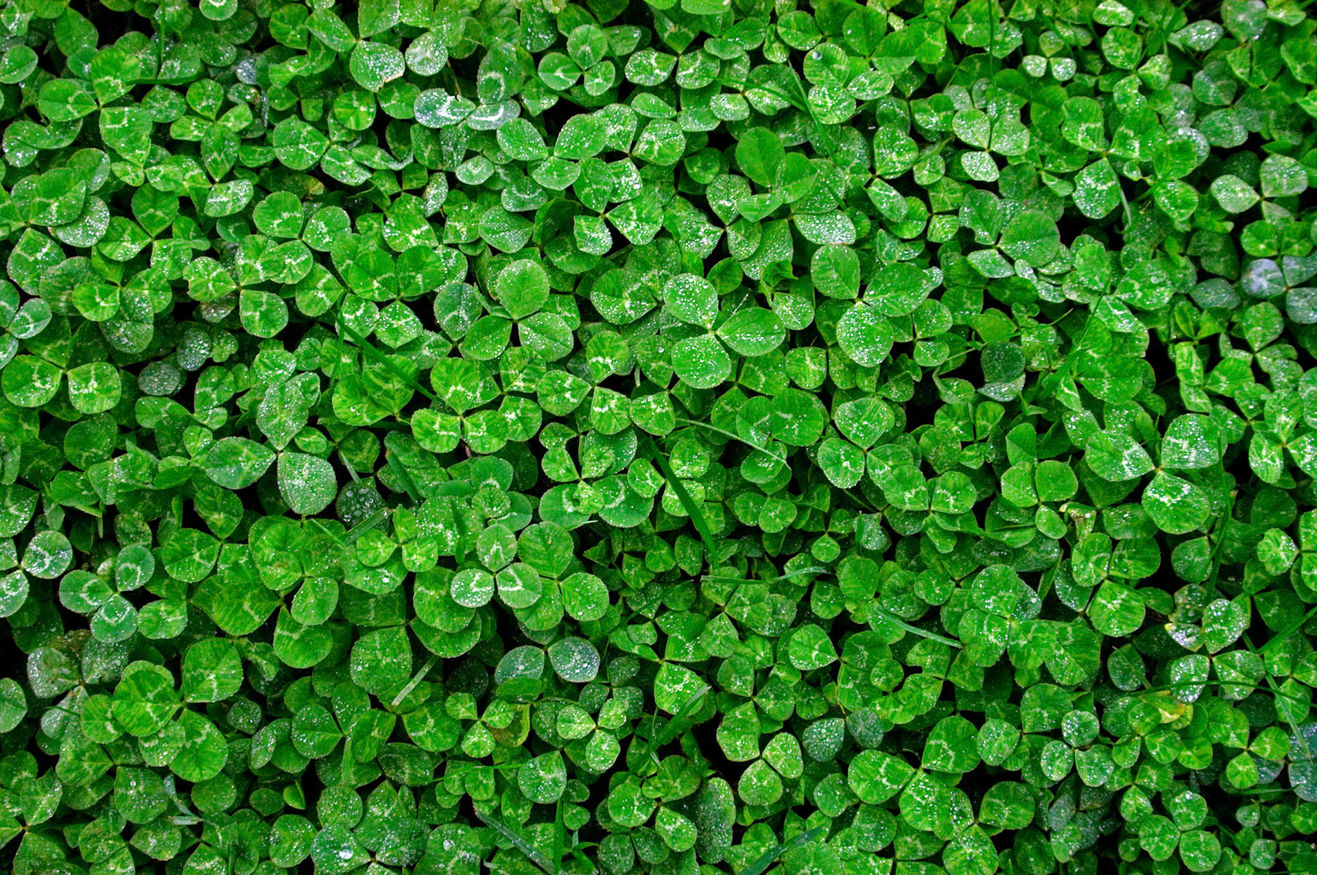 A field of dewy clover (Trifolium sp.) grows near the Iwo Jima Memorial in Arlington Virginia.