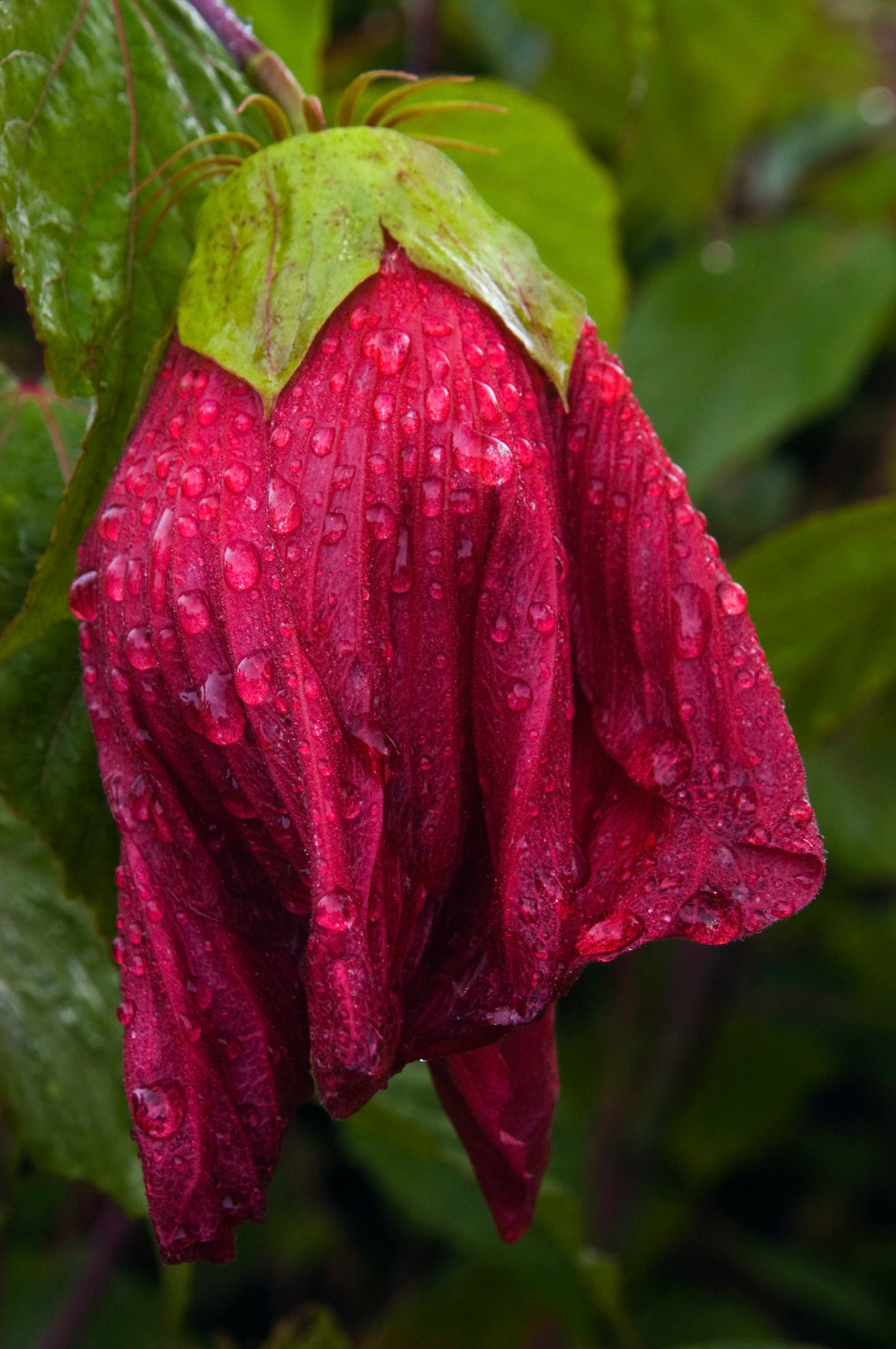 A spent hybrid hibiscus blossom droops in the rain at the San Antonio Botanical Garden in San Antonio Texas.