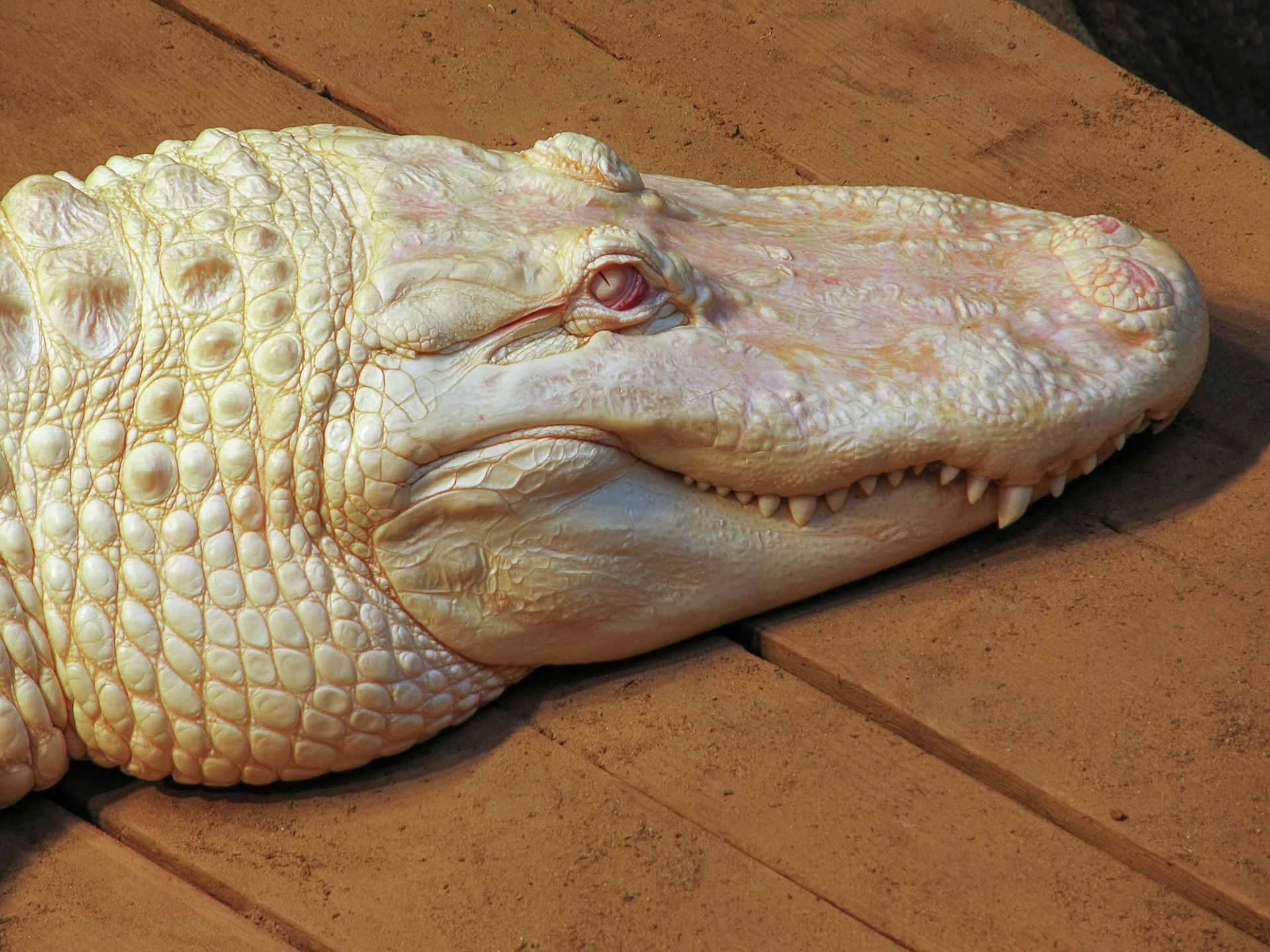 An albino American alligator (Alligator mississippiensis) at the Dallas Zoo in Dallas Texas.