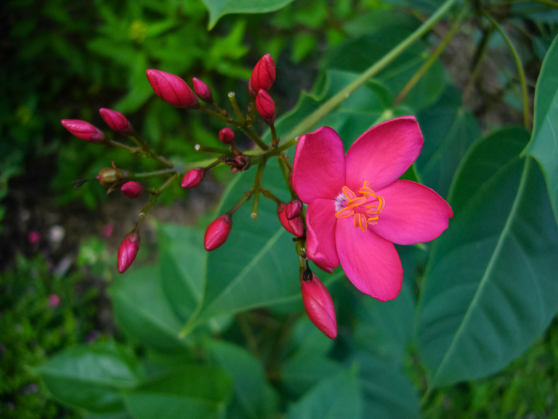 A spicy jatropha bush (Jatropha integerrima) blooms at the San Antonio Botanical Garden in San Antonio Texas.