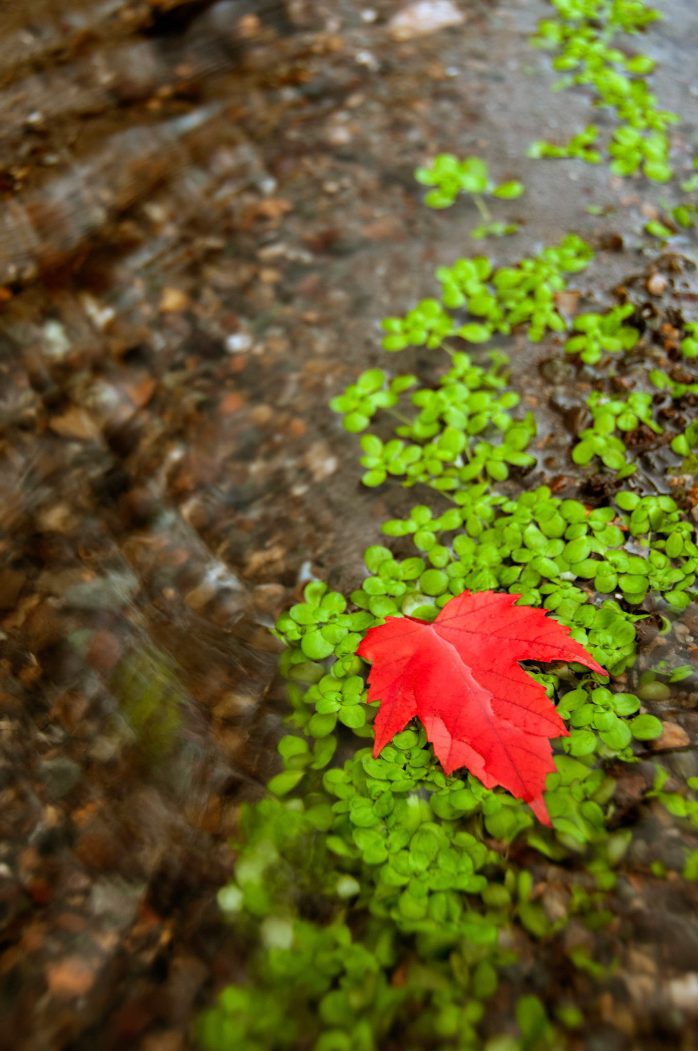 A bright red maple leaf has fallen on a bed of aquatic plants in a small stream in Kirkland Washington.
