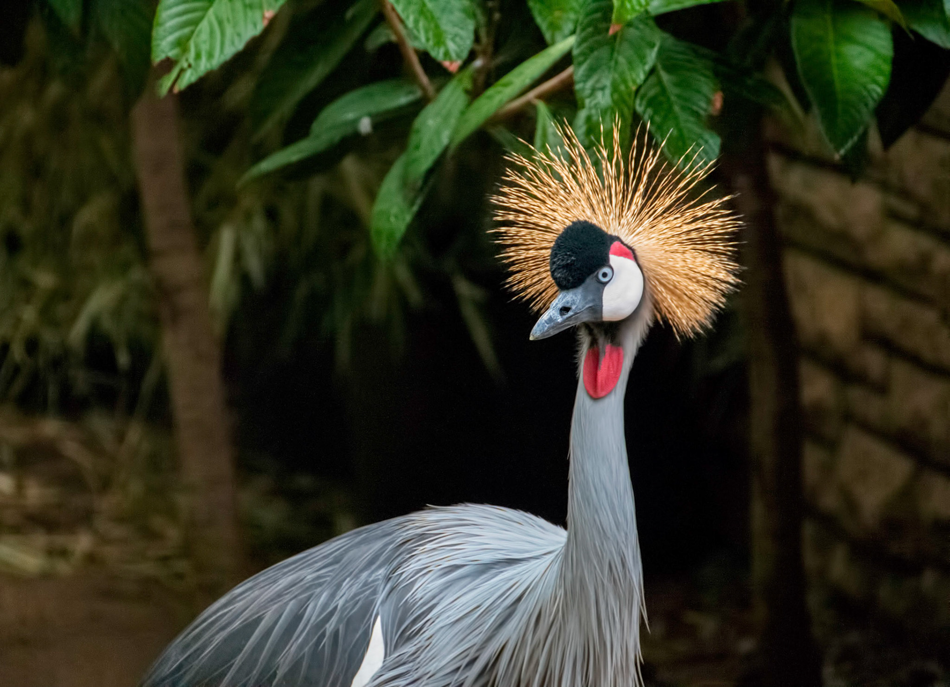 An East African crowned crane (Balearica regulorum gibbericeps) at the San Antonio Zoo in San Antonio Texas.
