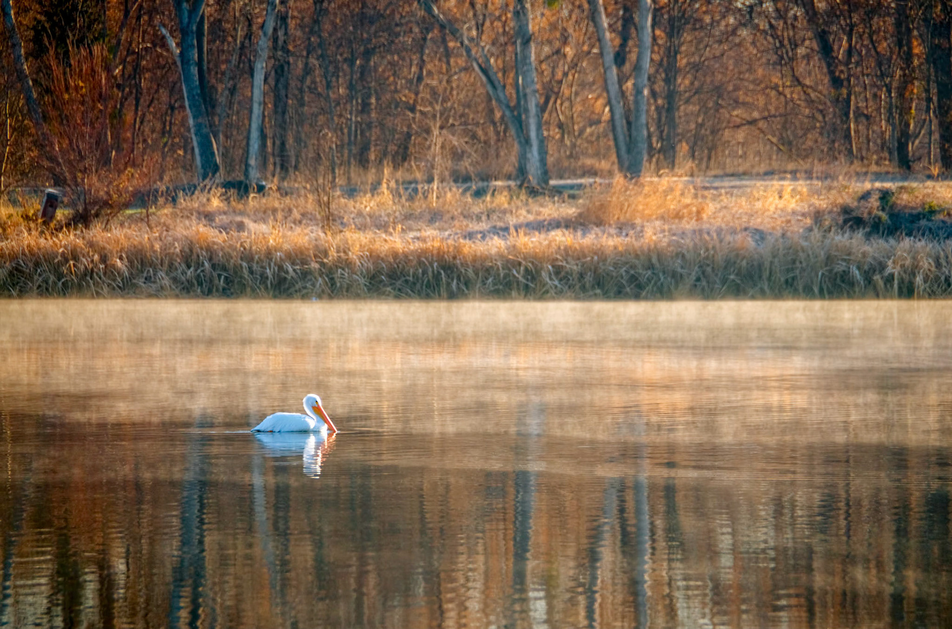 An American white pelican (Pelecanus erythrorhynchos) swims in White Rock Lake on a frosty morning in Dallas Texas.