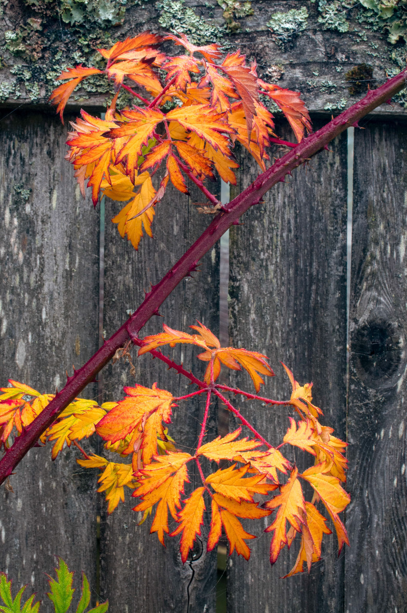Colorful autumn blackberry leaves on a thorny branch in Kirkland Washington.
