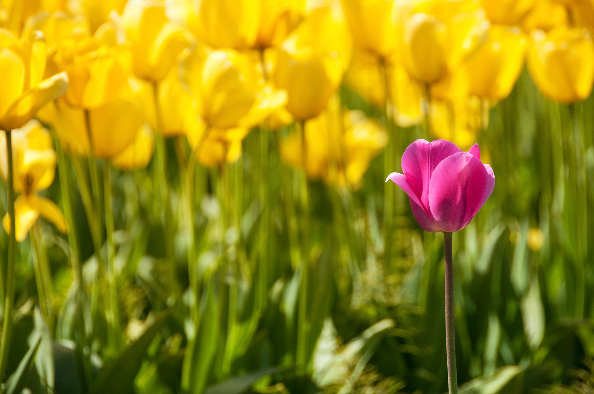 The tulip fields in full bloom at RoozenGarde in Mt. Veron Washington.