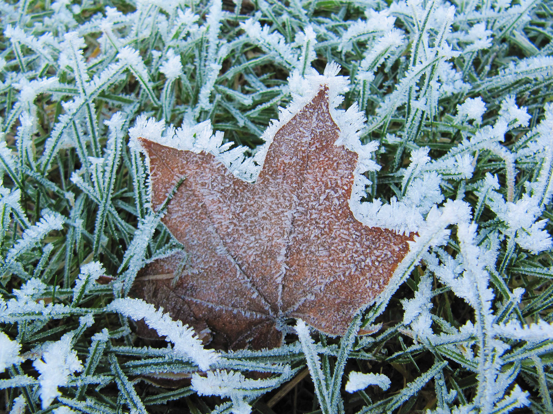 Thick frost built up on leaves and grasses at the Bellevue Botanical Garden in Bellevue Washington.