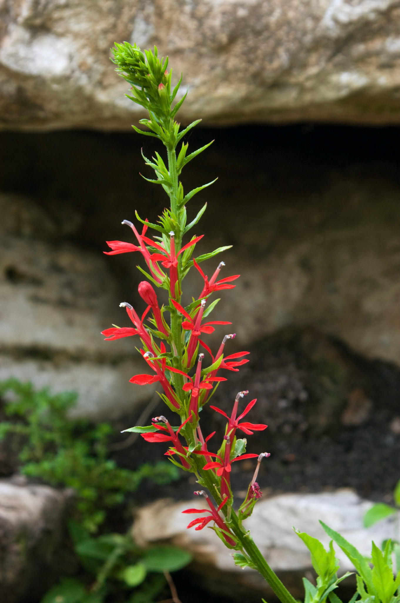 A cardinal flower (Lobelia cardinalis) blooms at the San Antonio Botanical Garden in San Antonio Texas.