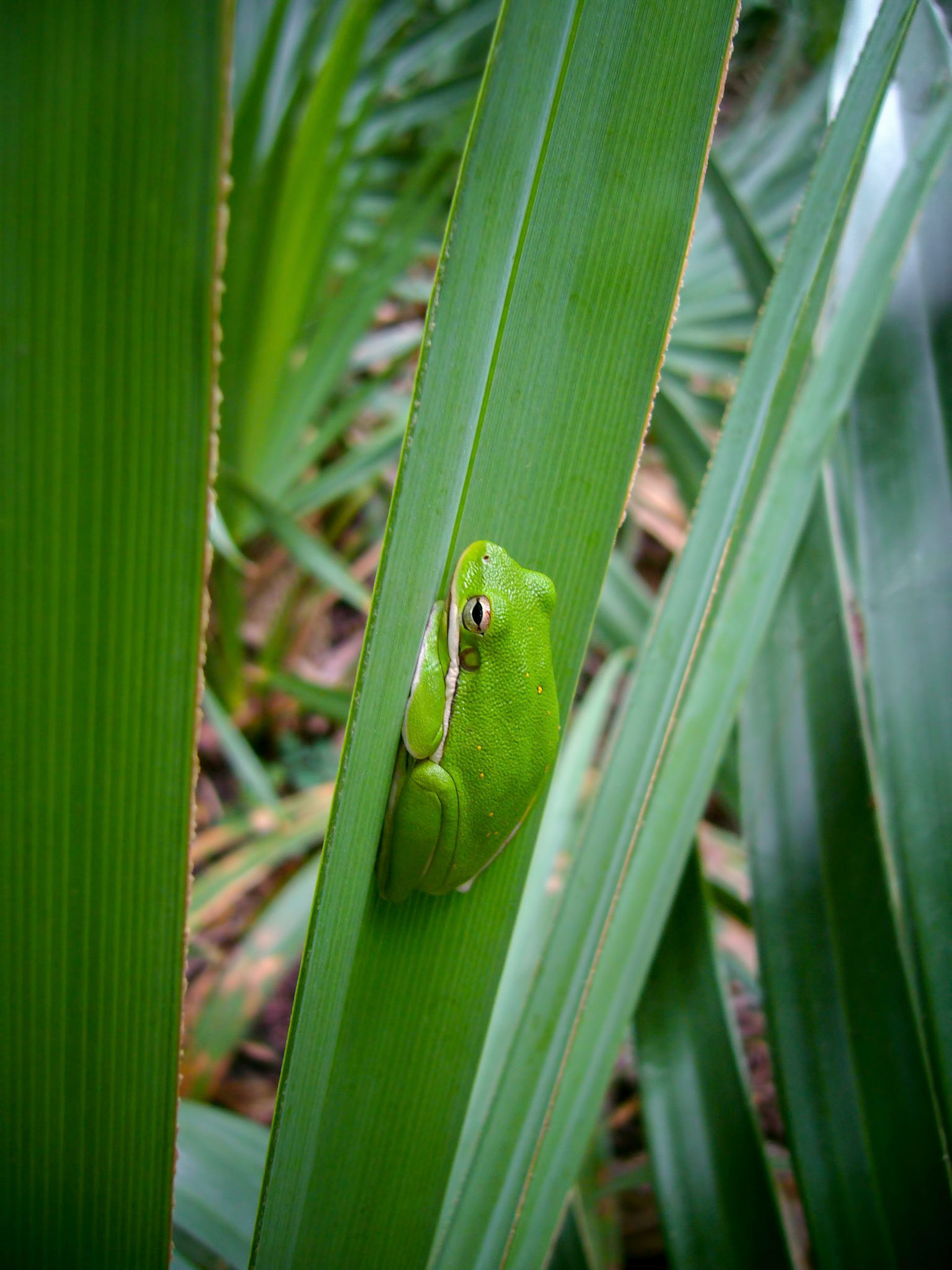 An American green tree frog (Hyla cinerea) rests on a palmetto (Sabal minor) leaf at Palmetto State Park near Gonzales Texas.