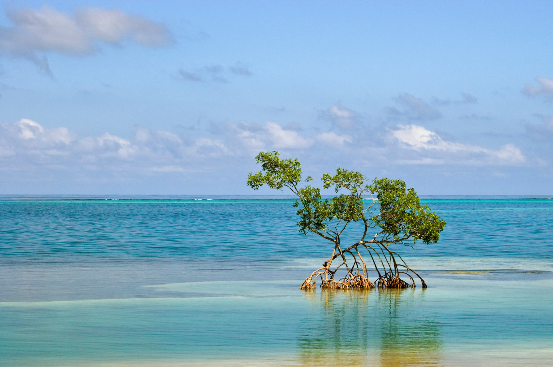 One lonely mangrove tree grows in the water near Punta Gorda on the island of Roatan off the coast of Honduras.