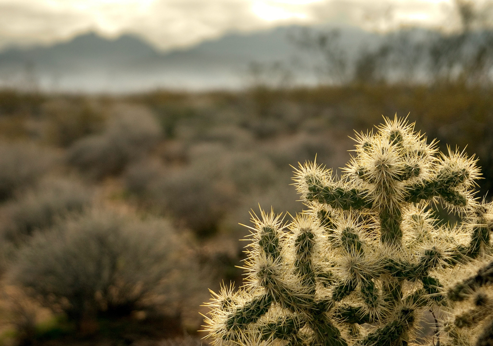 This silver cholla cactus (Cylindropuntia echinocarpa) grows just outside the Valley of Fire State Park in Nevada.