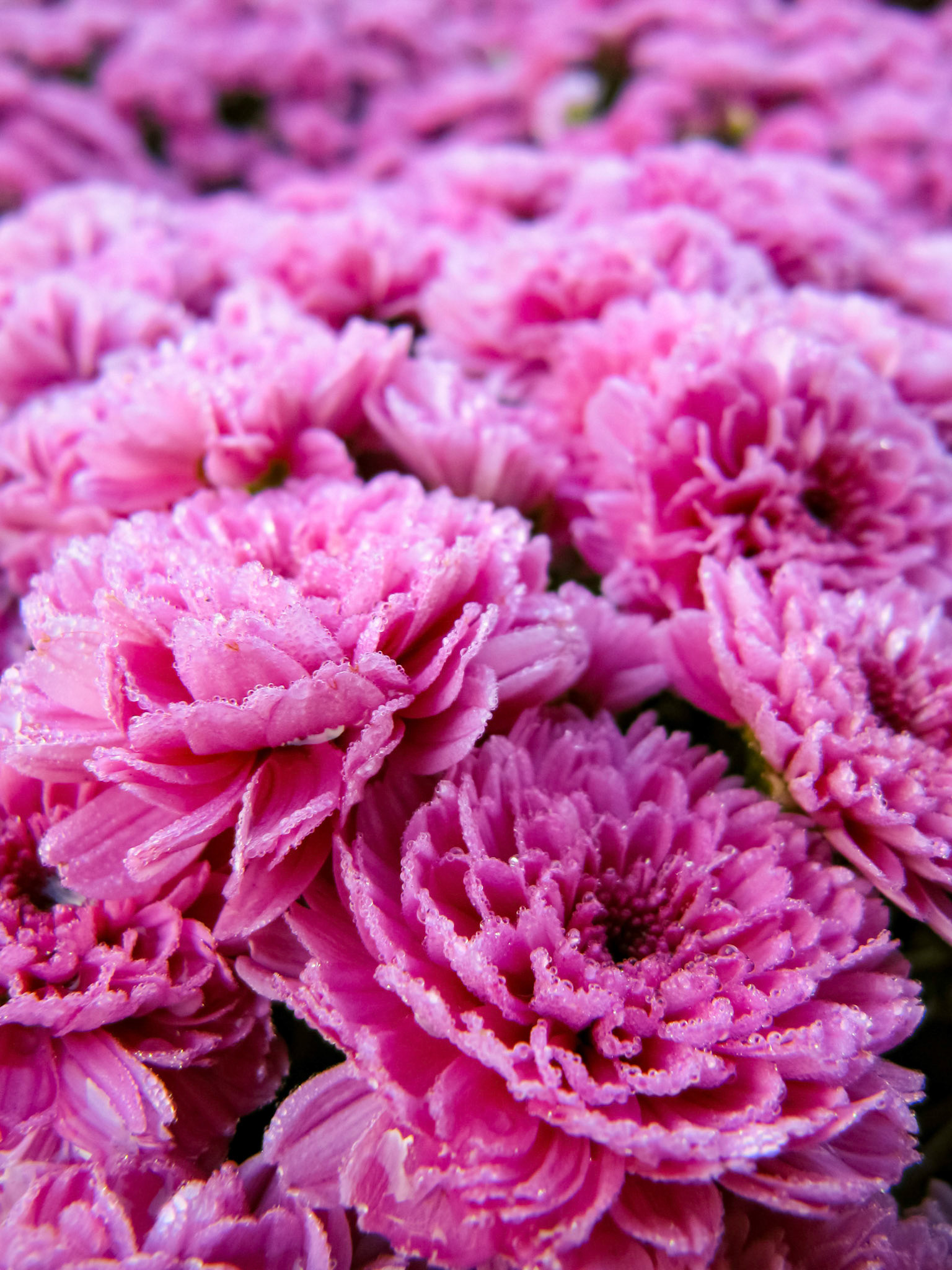Dewey pink mums at the Dallas Arboretum in Dallas Texas.
