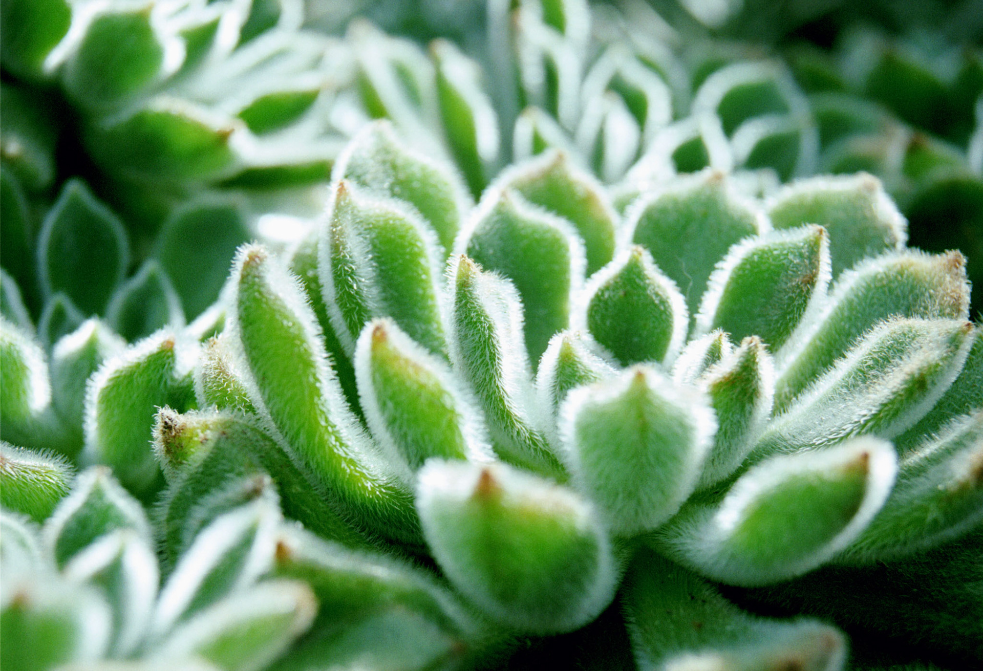 A closeup view of a fuzzy Echeveria succulent plant at the Volunteer Park Conservatory in Seattle.