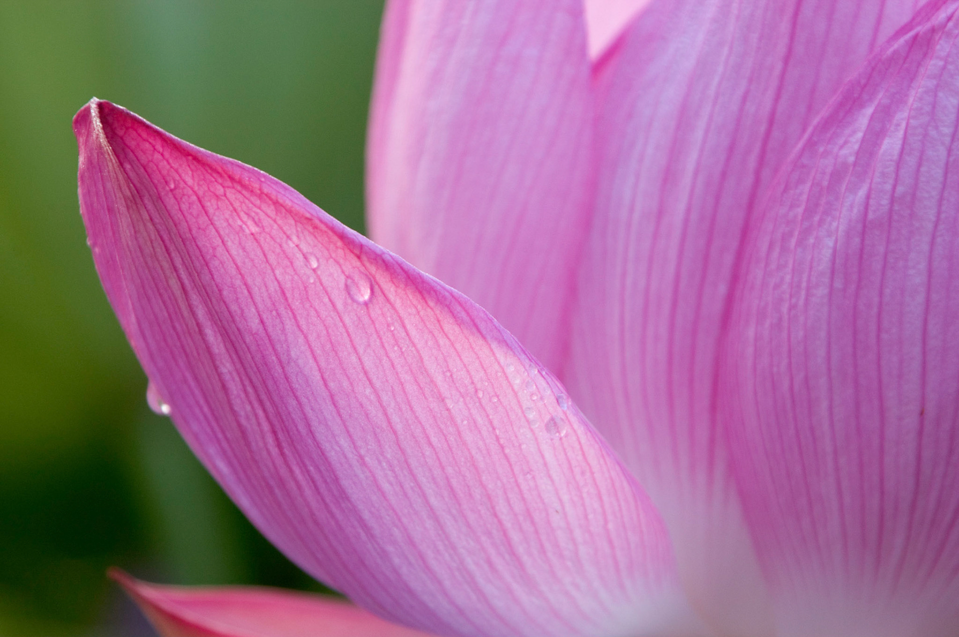 Water droplets decorate a petal on the lotus blossom (nelumbo nucifera, aka Sacred Lotus) photographed in the early morning at Kenilworth Aquatic Gardens in Washington, DC.