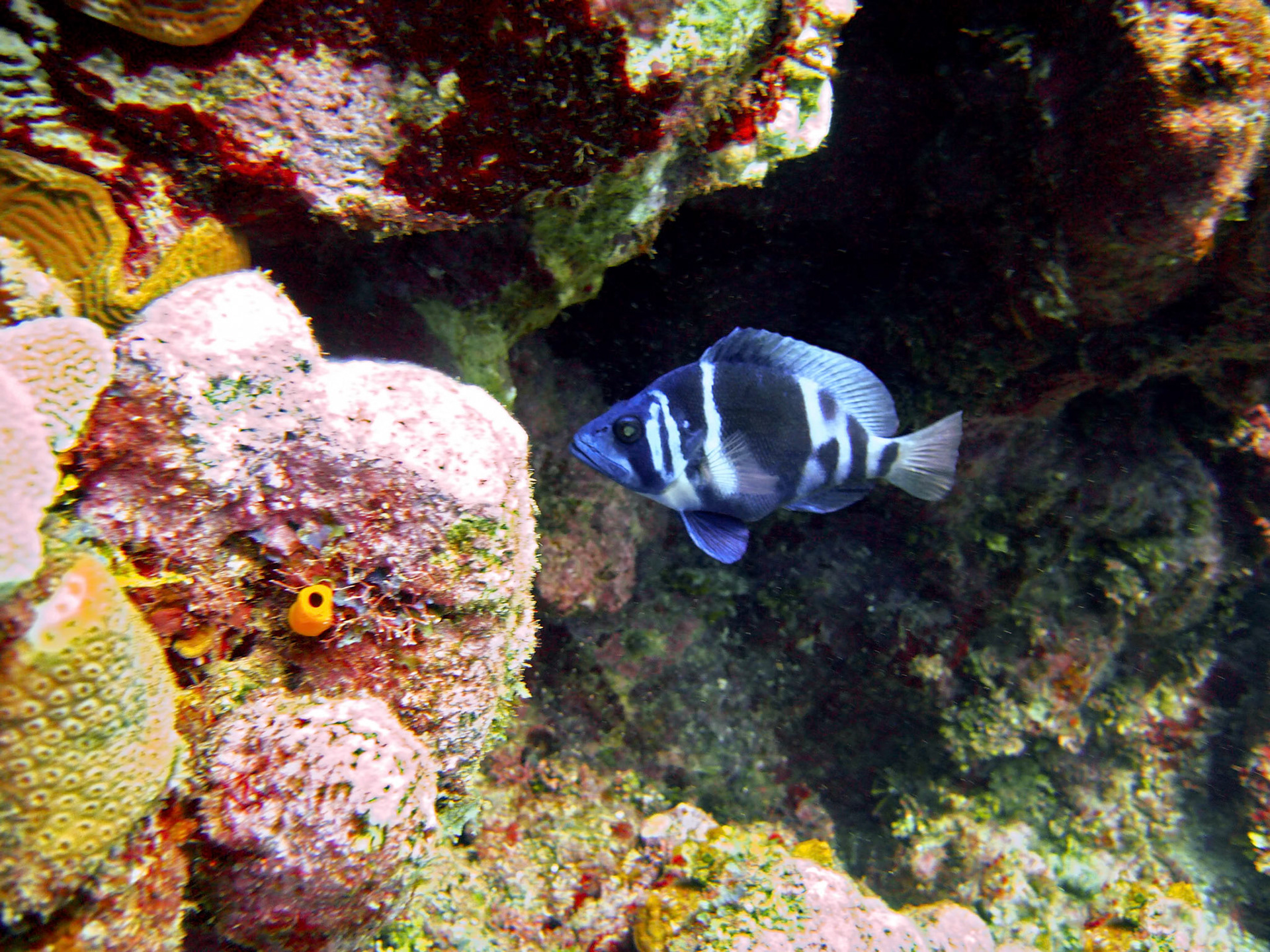 An indigo hamlet (Hypoplectrus indigo) swims by the reef at Lighthouse dive site near West End in Roatan Honduras.