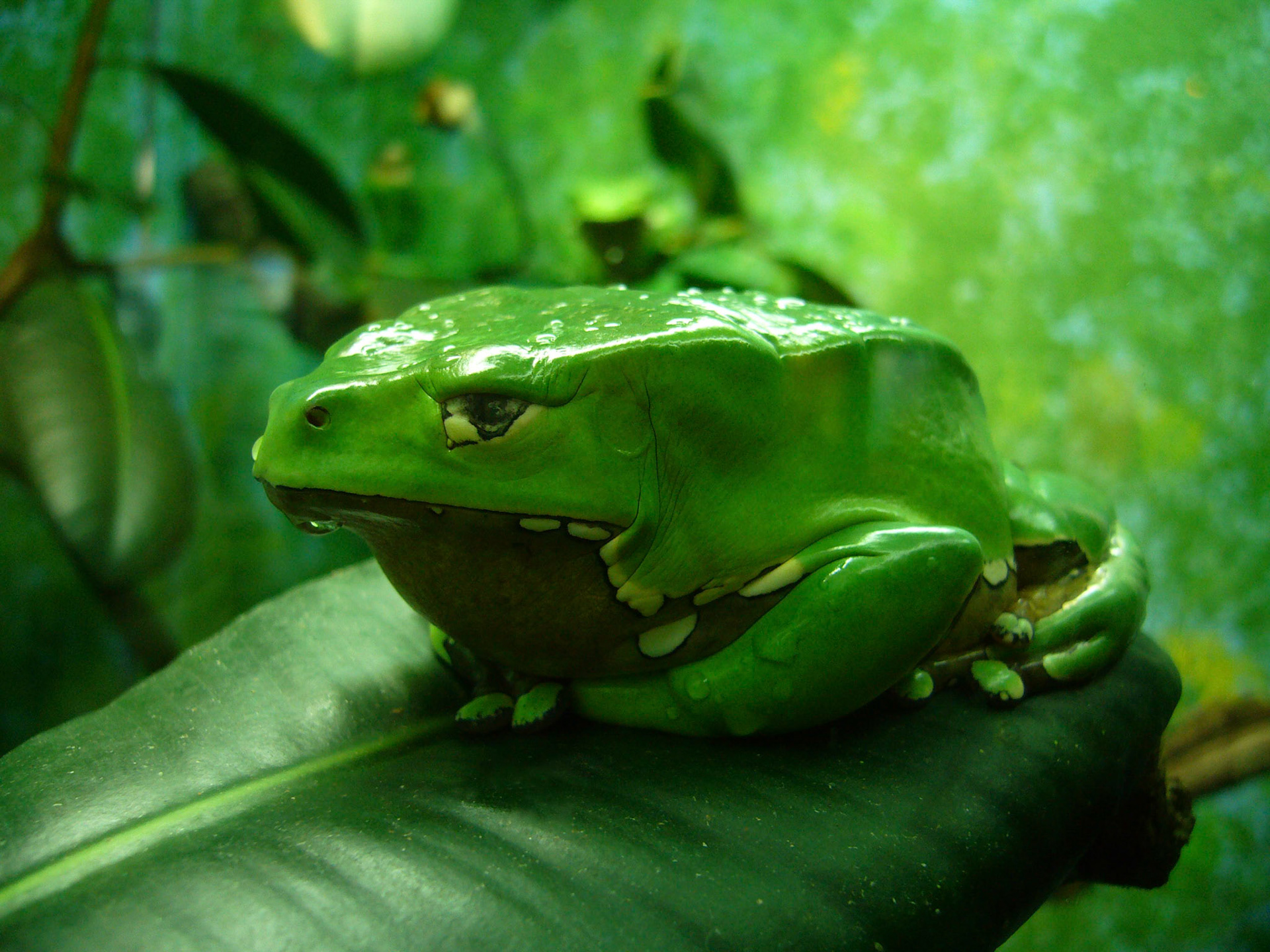 A giant waxy monkey frog or giant leaf frog (Phyllomedusa bicolor) sleeps at the Houston Zoo in Houston Texas.
