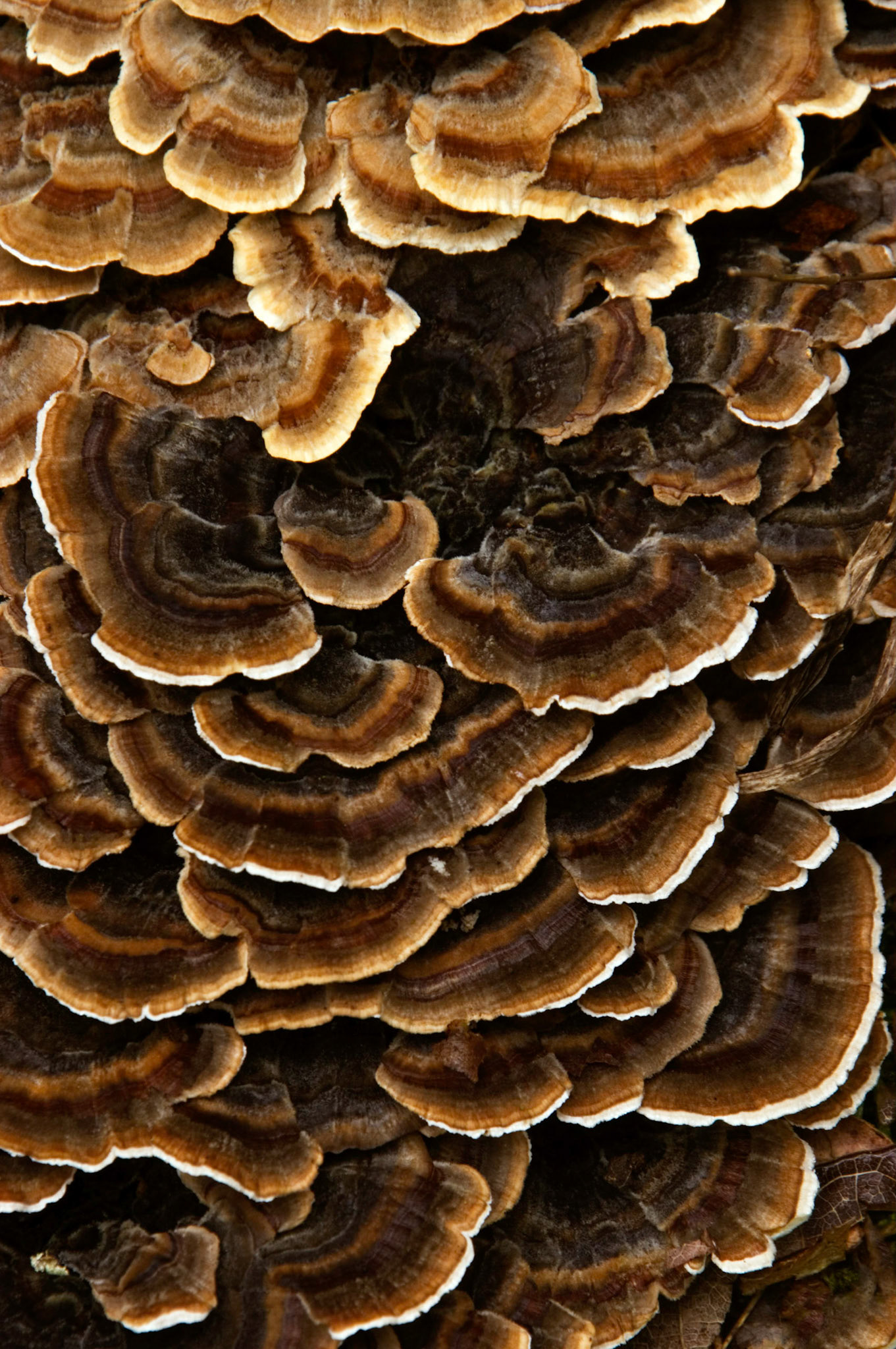 Turkey tails (Trametes versicolor) grow on a log at Great Falls National Park in Virginia.