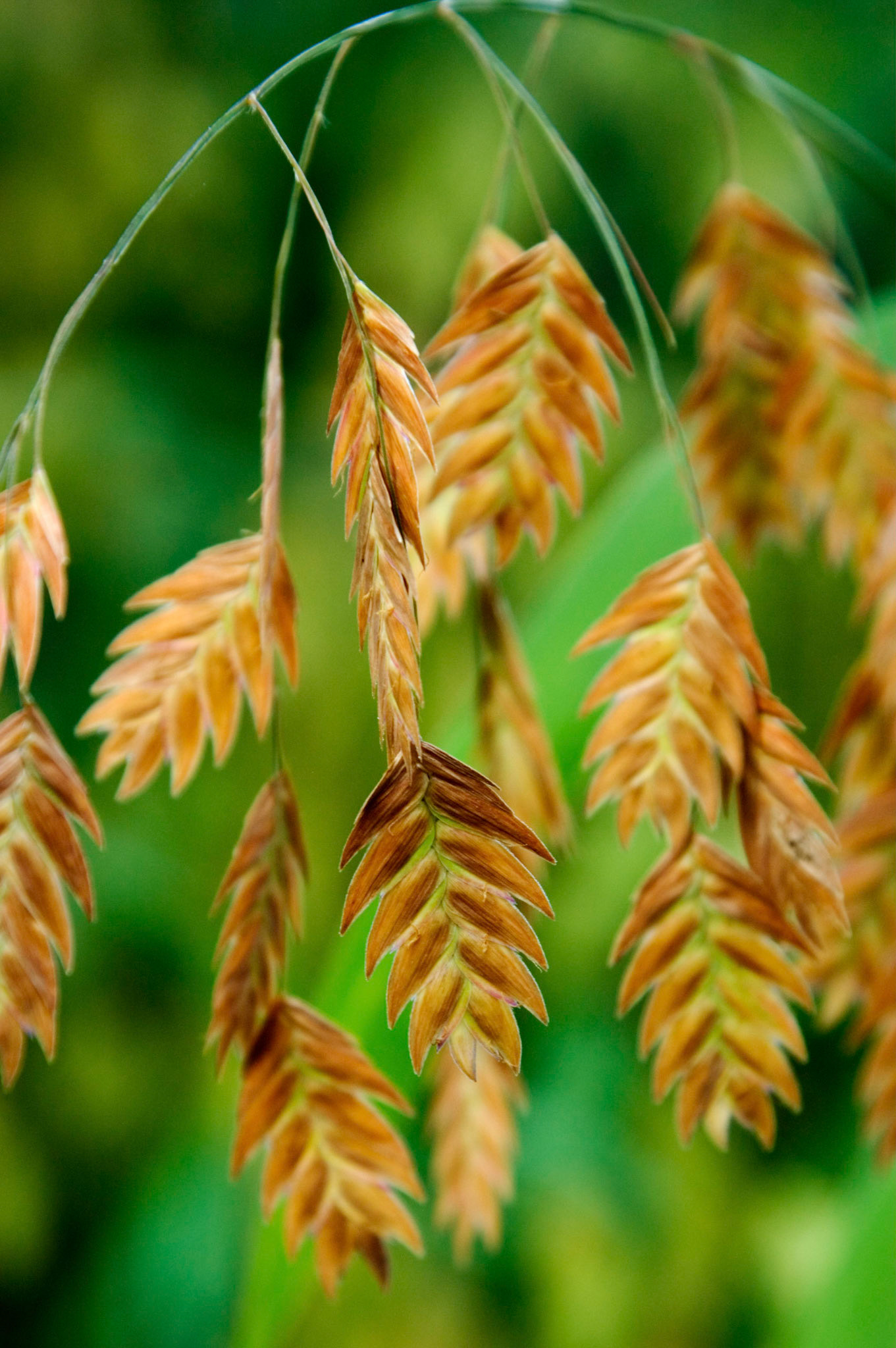 A closeup of some Northern sea oats (Chasmanthium latifolium) growing at Greenspring Gardens in Alexandria Virginia.