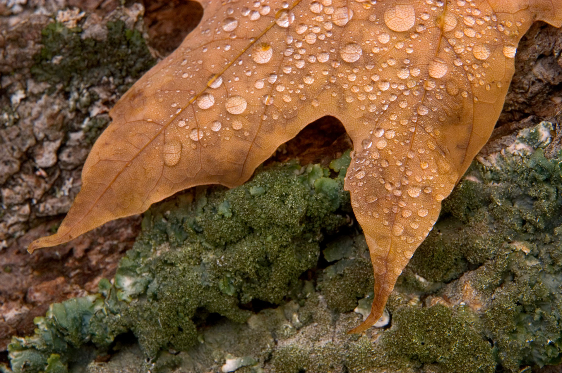 This dead maple leaf covered with water droplets was on a log in Gatineau Park near Chelsea, Quebec, Canada.