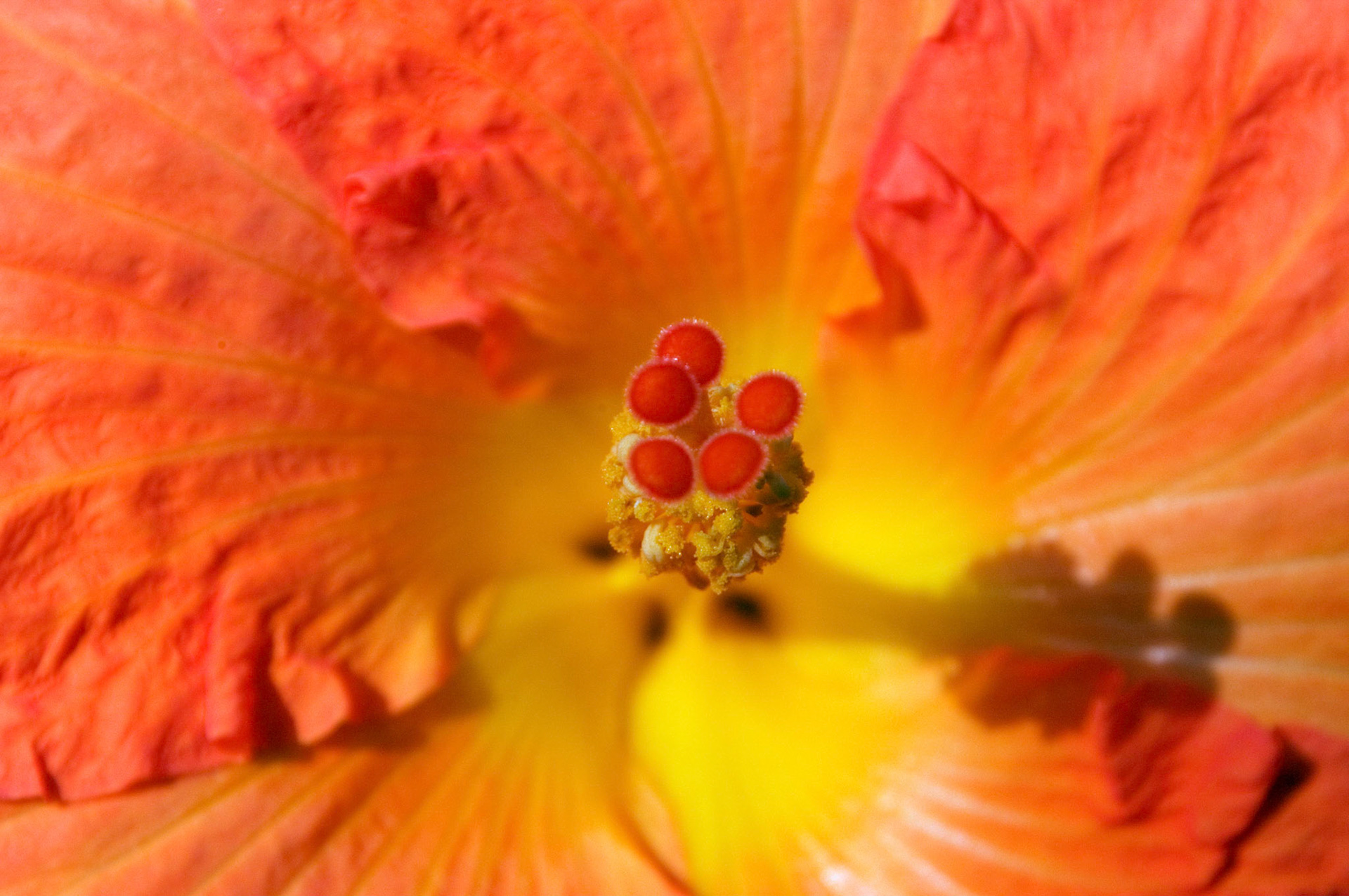 This Gold Dust hibiscus (hibiscus rosa-sinensis) grows at Brookside Gardens in Wheaton Maryland.