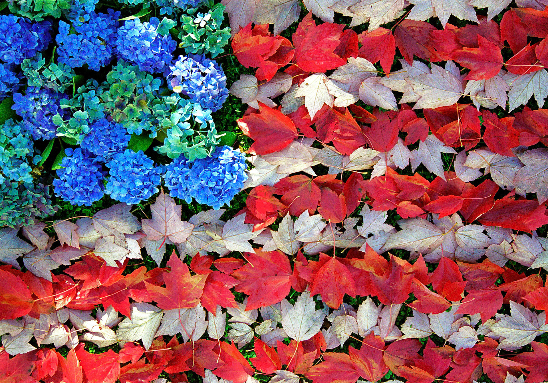 Maple leaves and hydrangea blossoms are arranged to form an American flag.