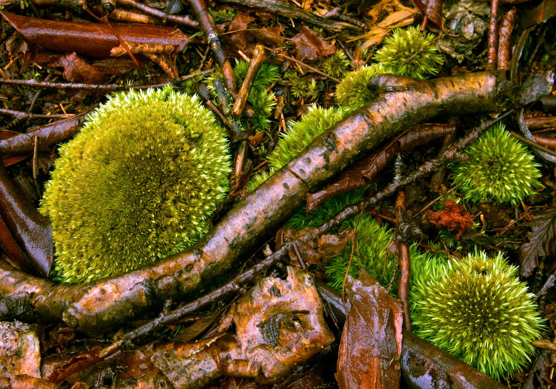 Moss and sticks on the ground along the Blackwater View Trail in Canaan Valley National Wildlife Refuge in West Virginia.