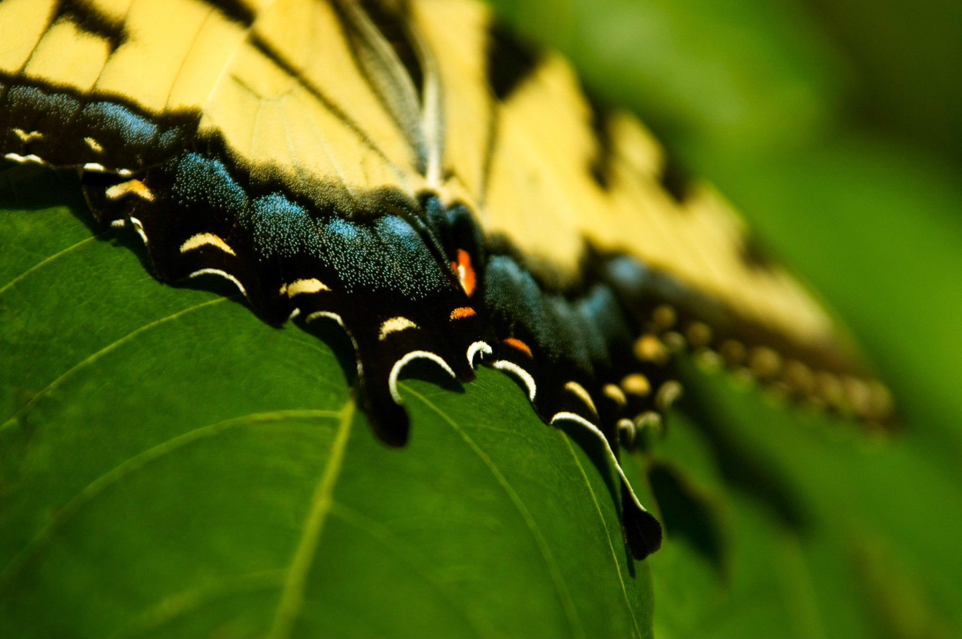 A female eastern tiger swallowtail butterfly (Papilio glaucus) rests on some poison ivy at the McKee-Beshers Wildlife Management Area near Poolesville MD.