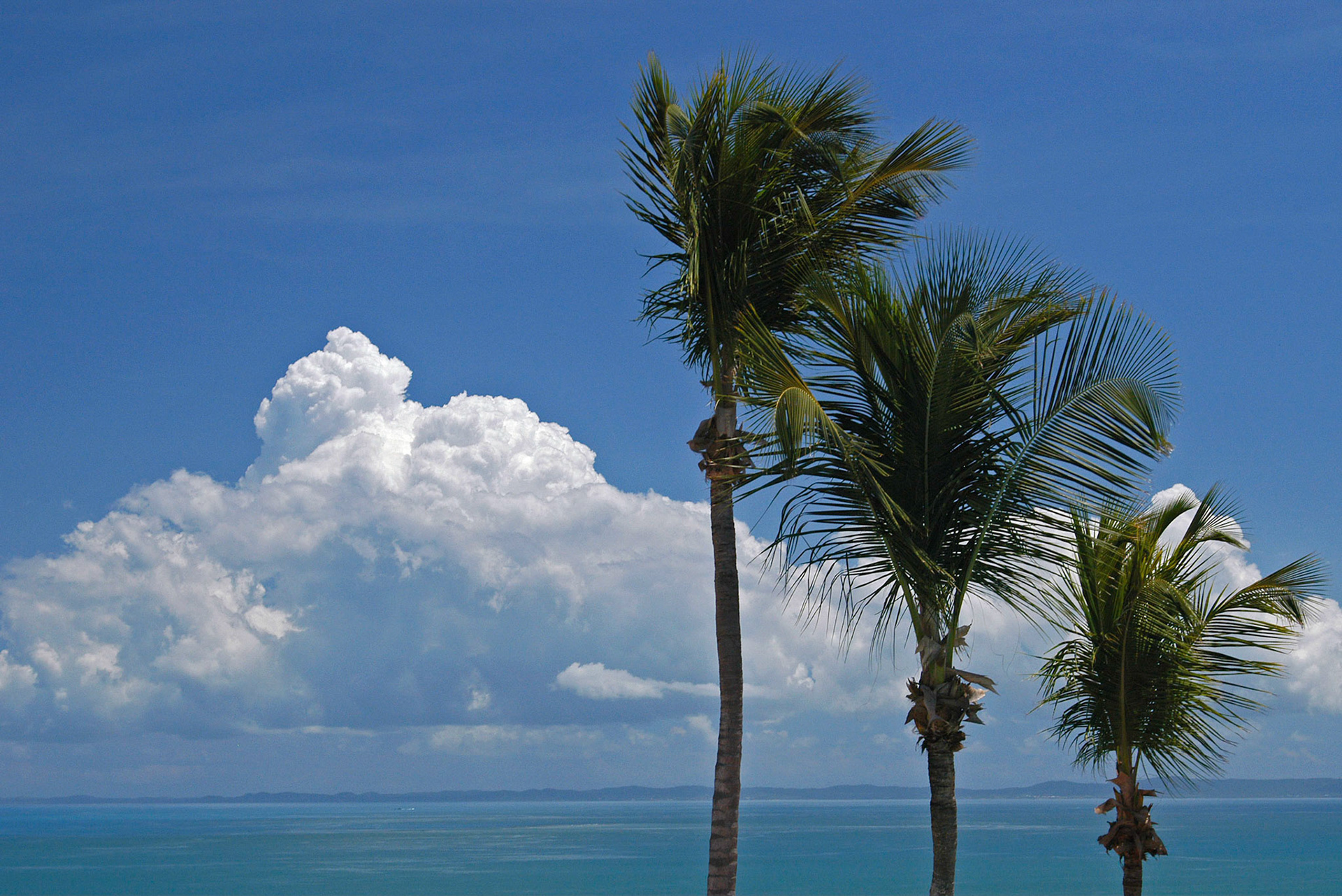 Palm trees and clouds as seen from the El Conquistador resort near Fajardo in Puerto Rico.