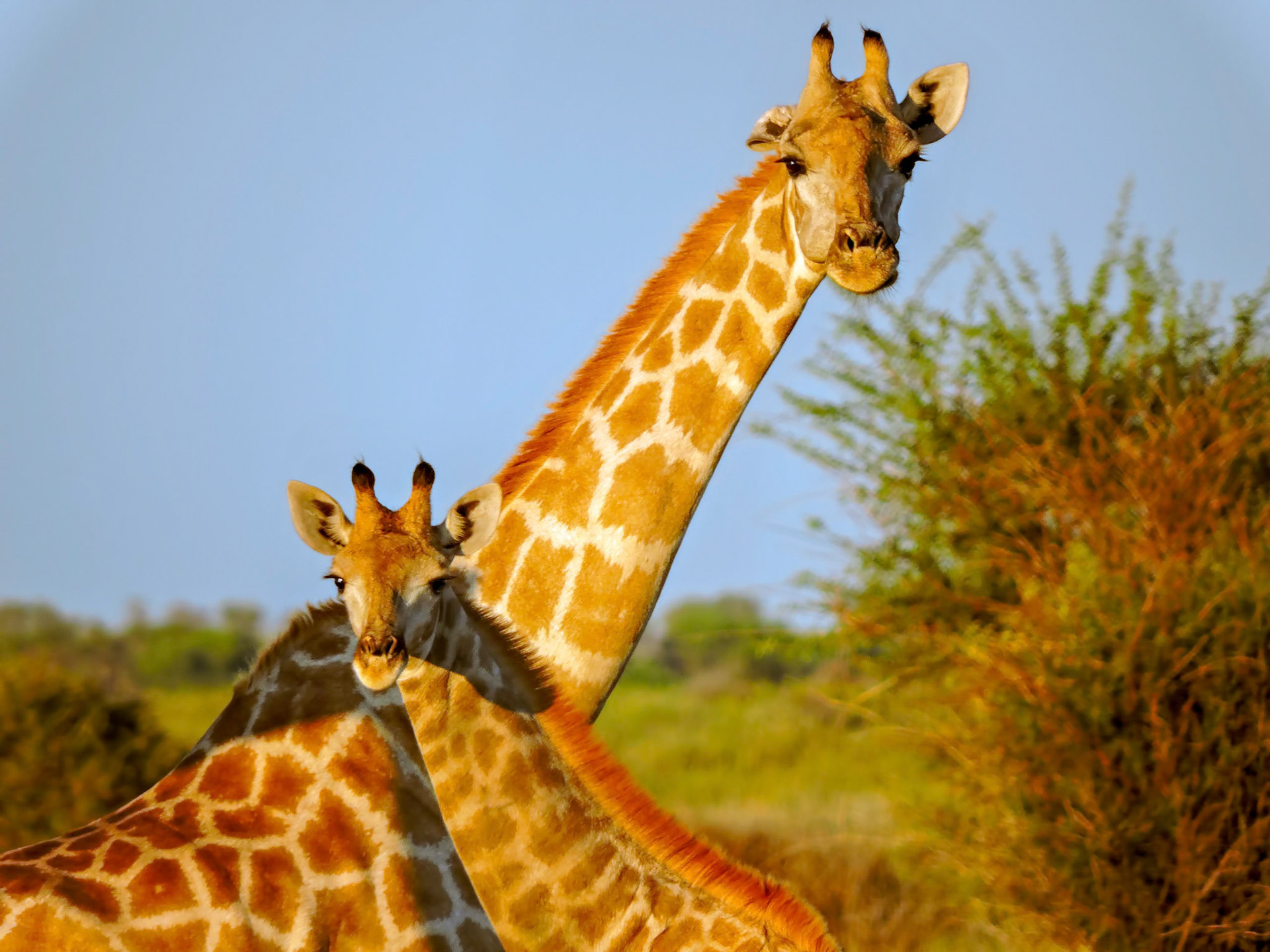 Adult and juvenile South African giraffes (Giraffa camelopardalis giraffa) as seen from a game drive at the Kalahari Plains Wilderness Safaris camp in Botswana, Africa.