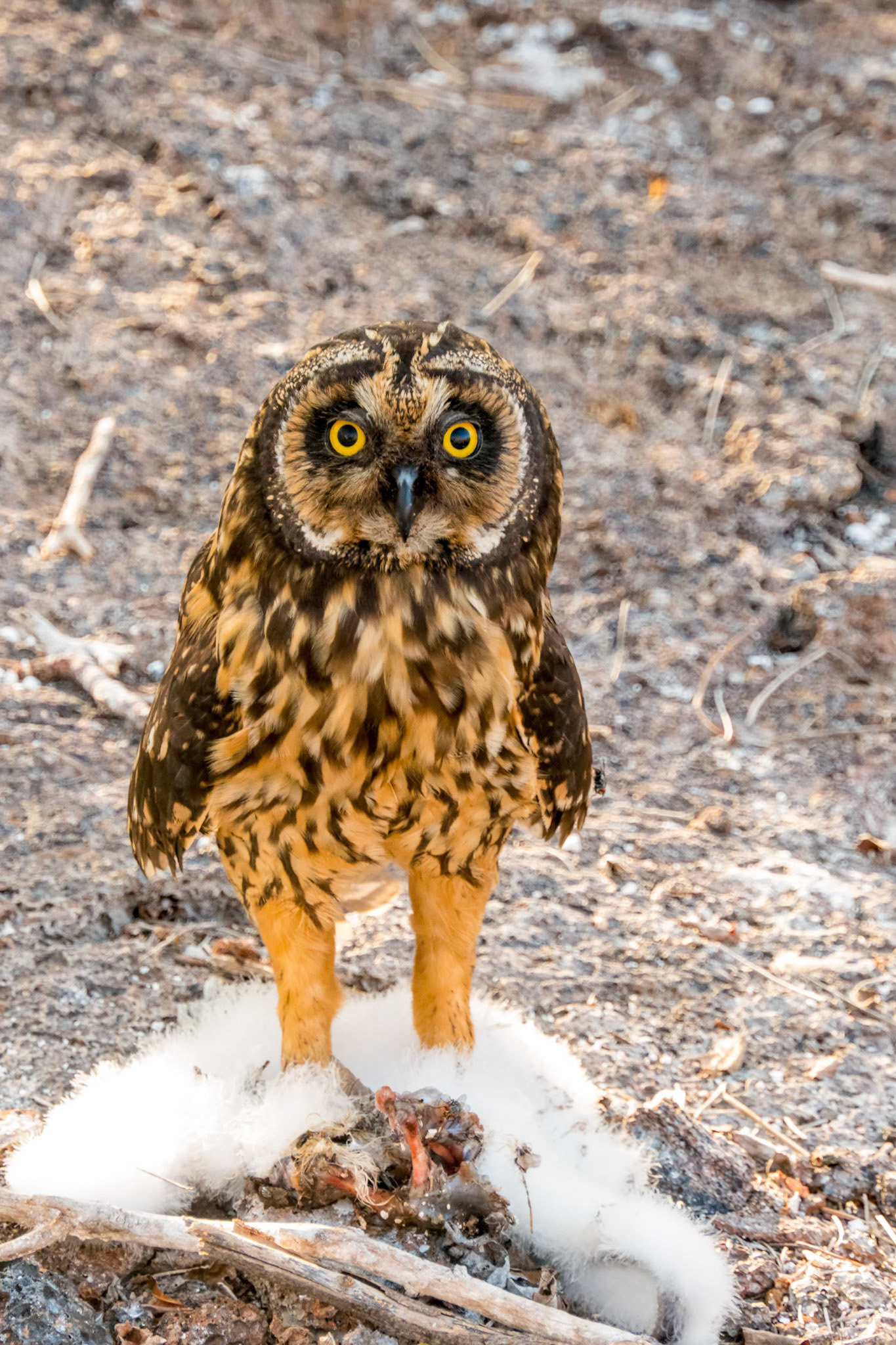 A short-eared owl (Asio flammeus) seen on Genovesa Island in the Galapagos Islands of Ecuador eats a baby frigate bird.