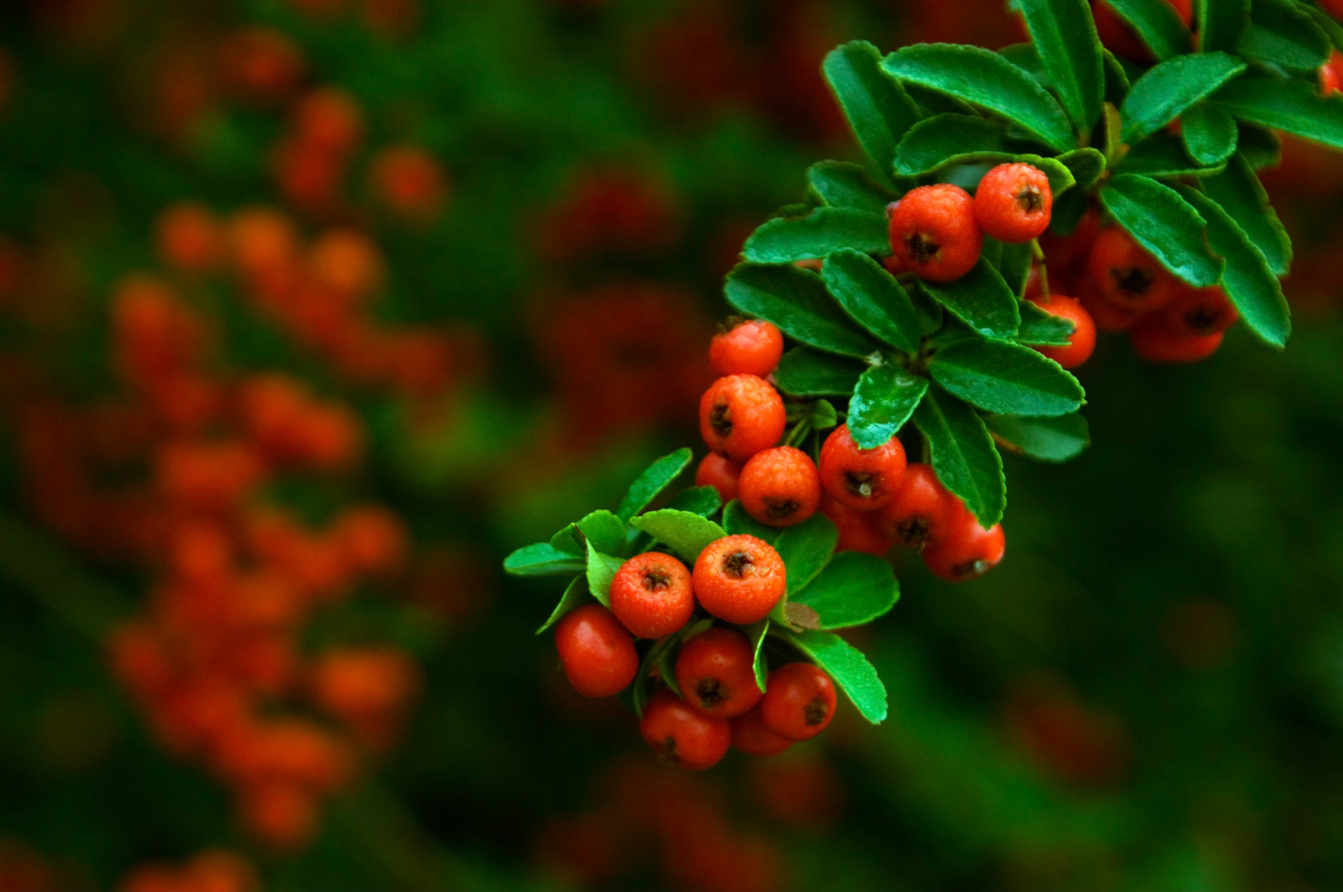 Bright berries of a fiery cascade firethorn (Pyracantha 'Fiery Cascade') at Greenspring Gardens in Alexandria Virginia.