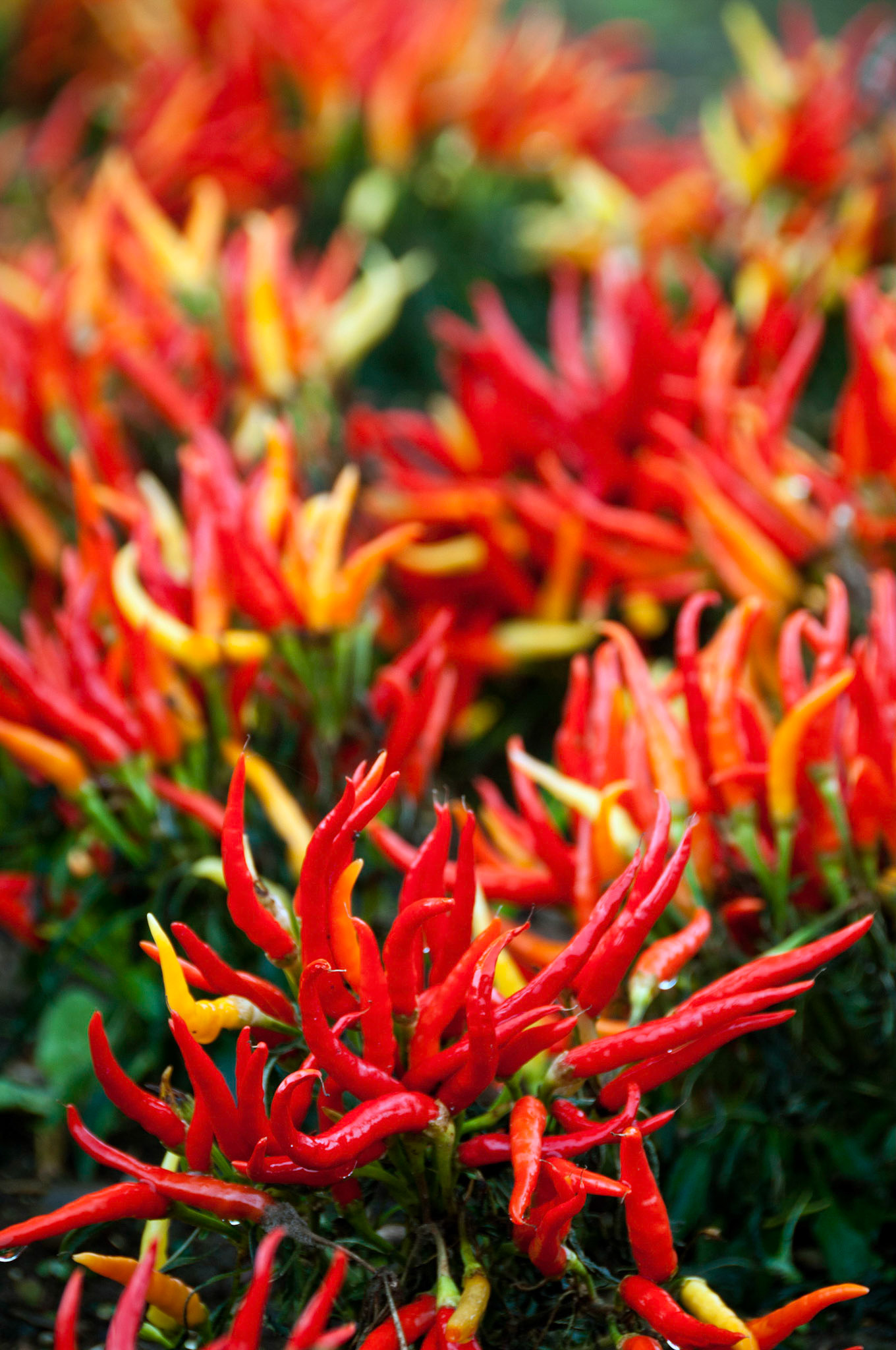 Colorful ornamental peppers growing at the Oregon Garden in Oregon.