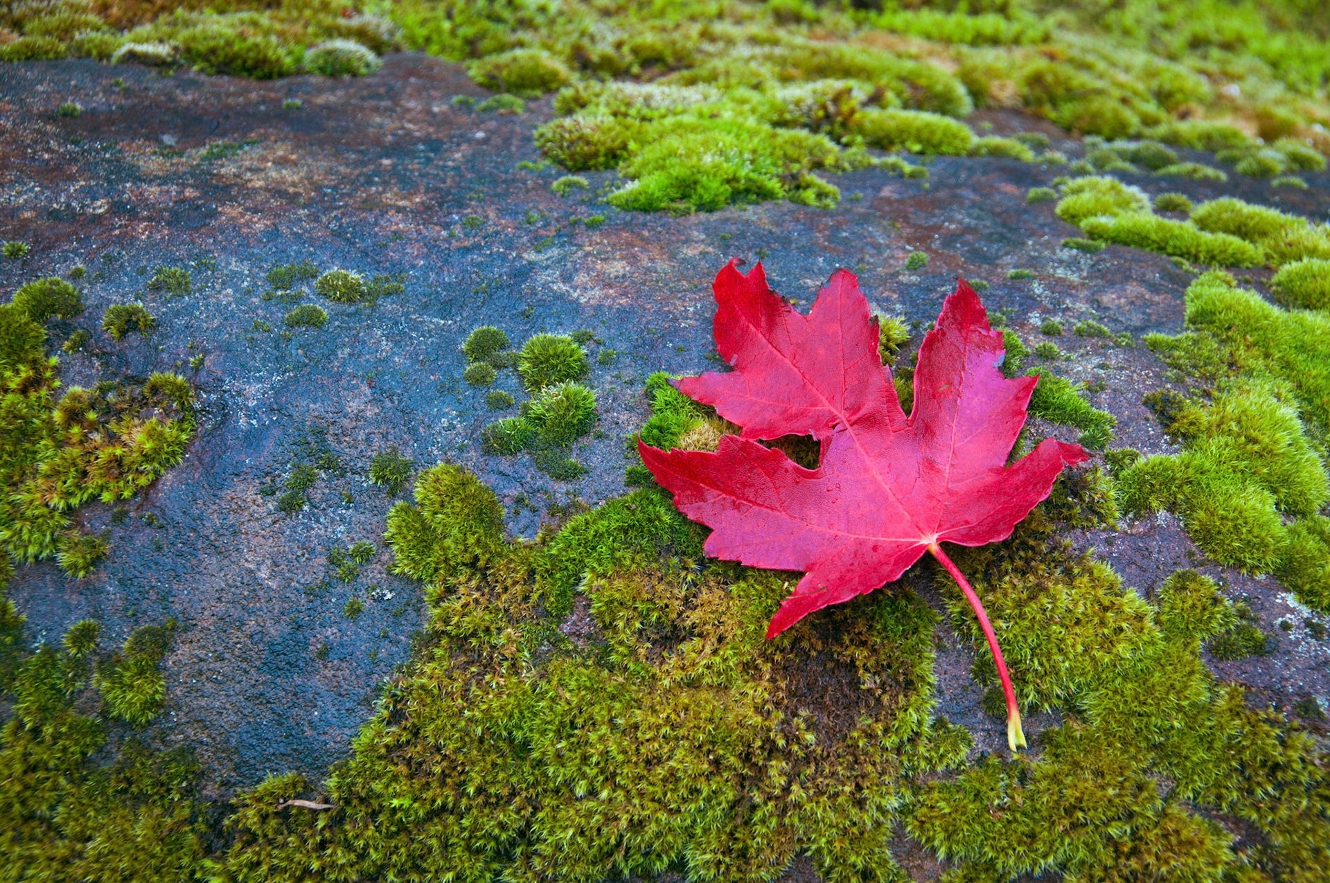 A red maple leaf has landed on a moss-covered rock.