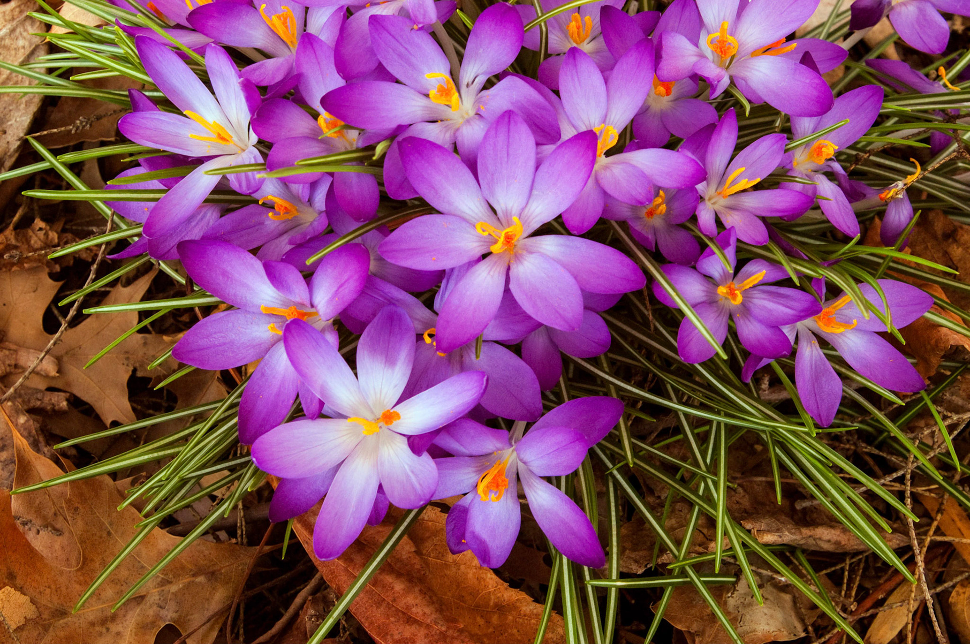 Some crocuses (probably Crocus Tommasinianus 'Whitewell Purple') bloom on the forest floor at Brookside Gardens in Wheaton, Maryland.