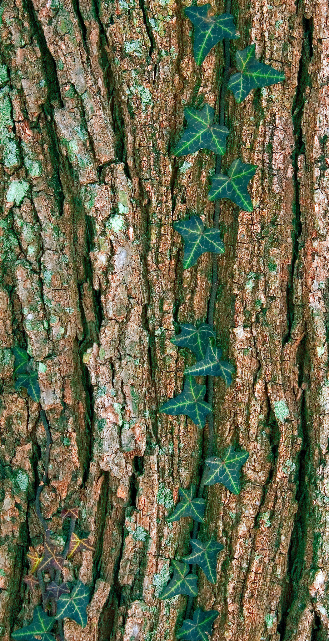 This English ivy (Hedera helix) vine grows on the bark of a large tree at the United States National Arboretum in Washington D.C.