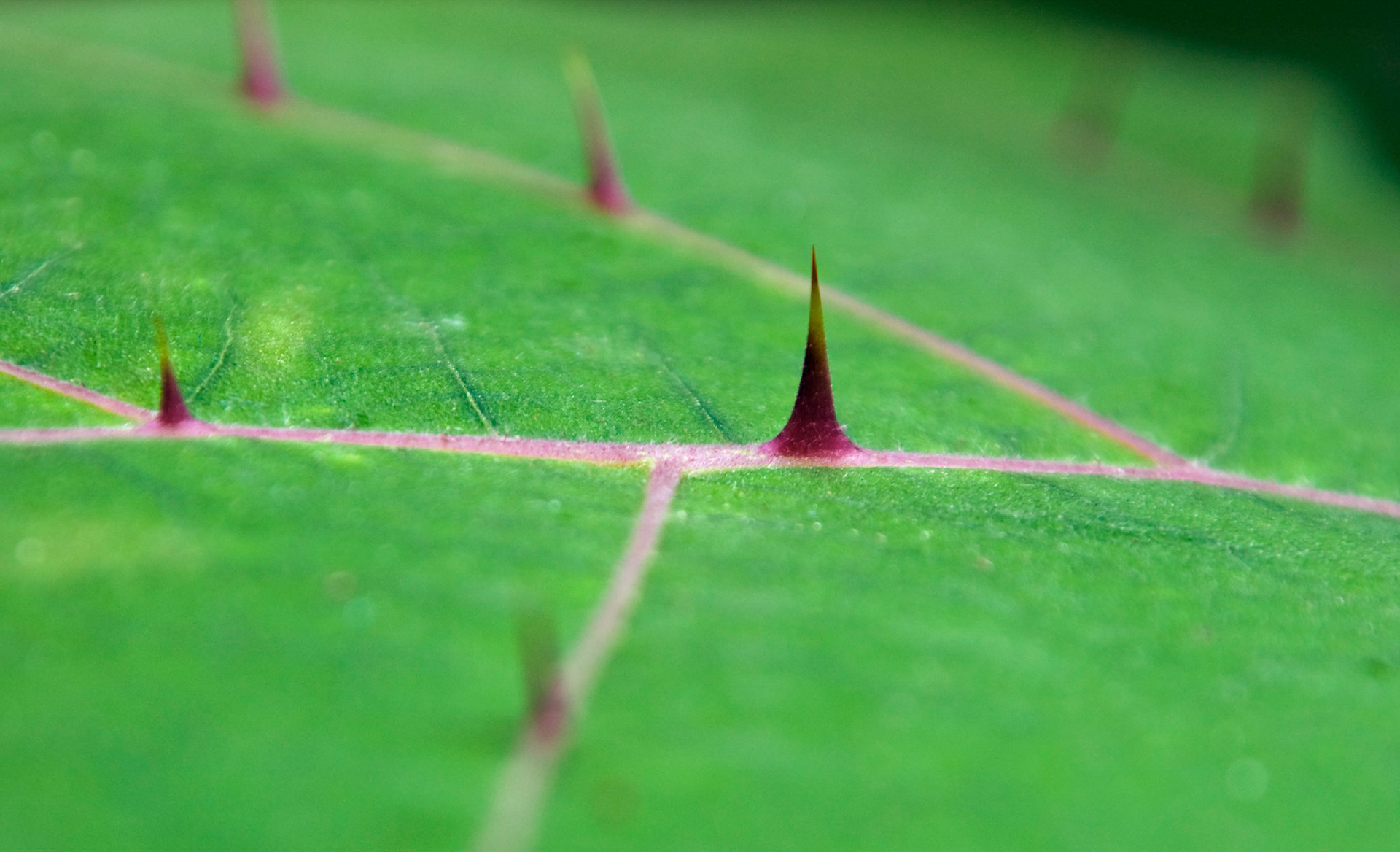 A closeup on a naranjilla leaf (Solanum quitoense) at the San Antonio Botanical Garden in San Antonio Texas.