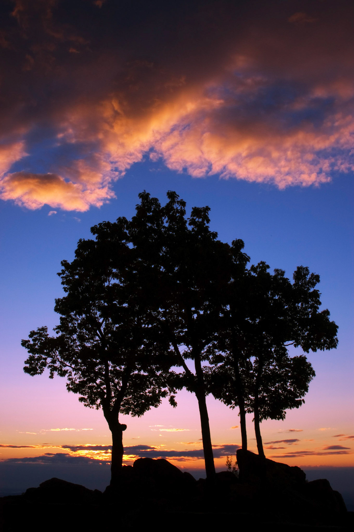 Trees are silhouetted against the sunrise at the Hazel Mountain Overlook at the Shenandoah National Park in Virginia.