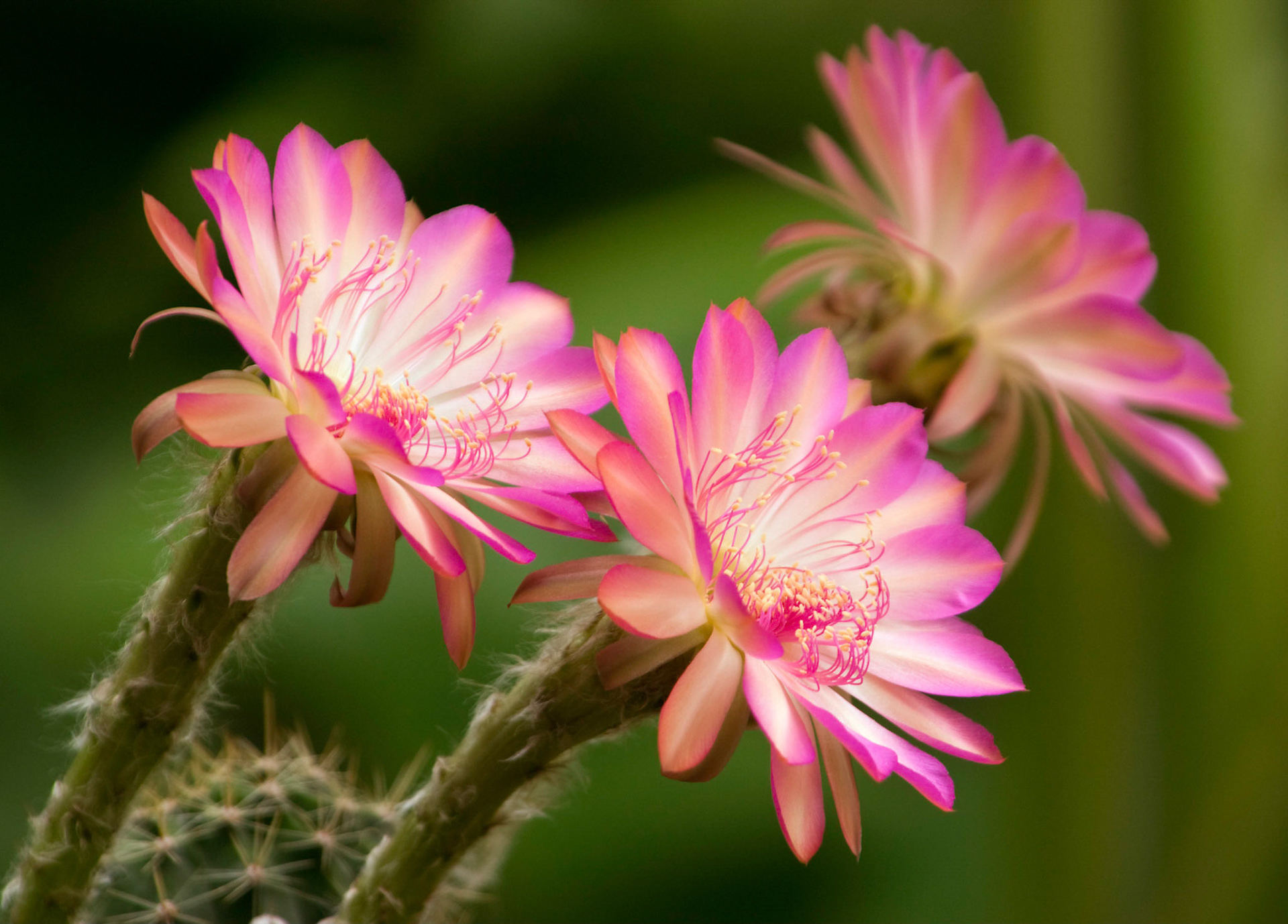 A trio of echinopsis "cassandra" cactus blossoms bloom bright pink.
