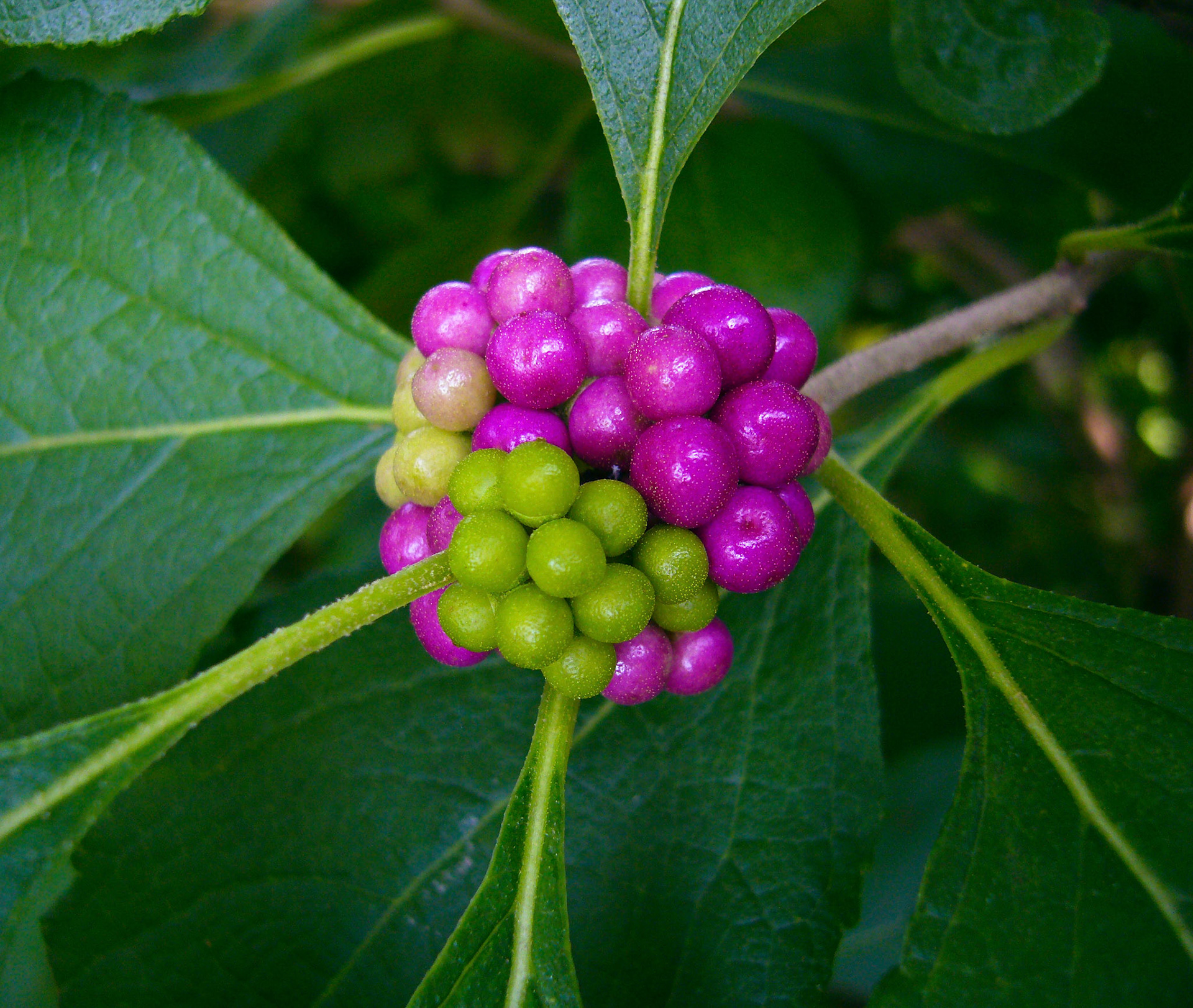 American beautyberry (Callicarpa americana) berries ripen at the San Antonio Botanical Garden in San Antonio Texas.